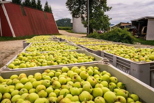 Apple orchard with rows of green apples growing on trees outdoors