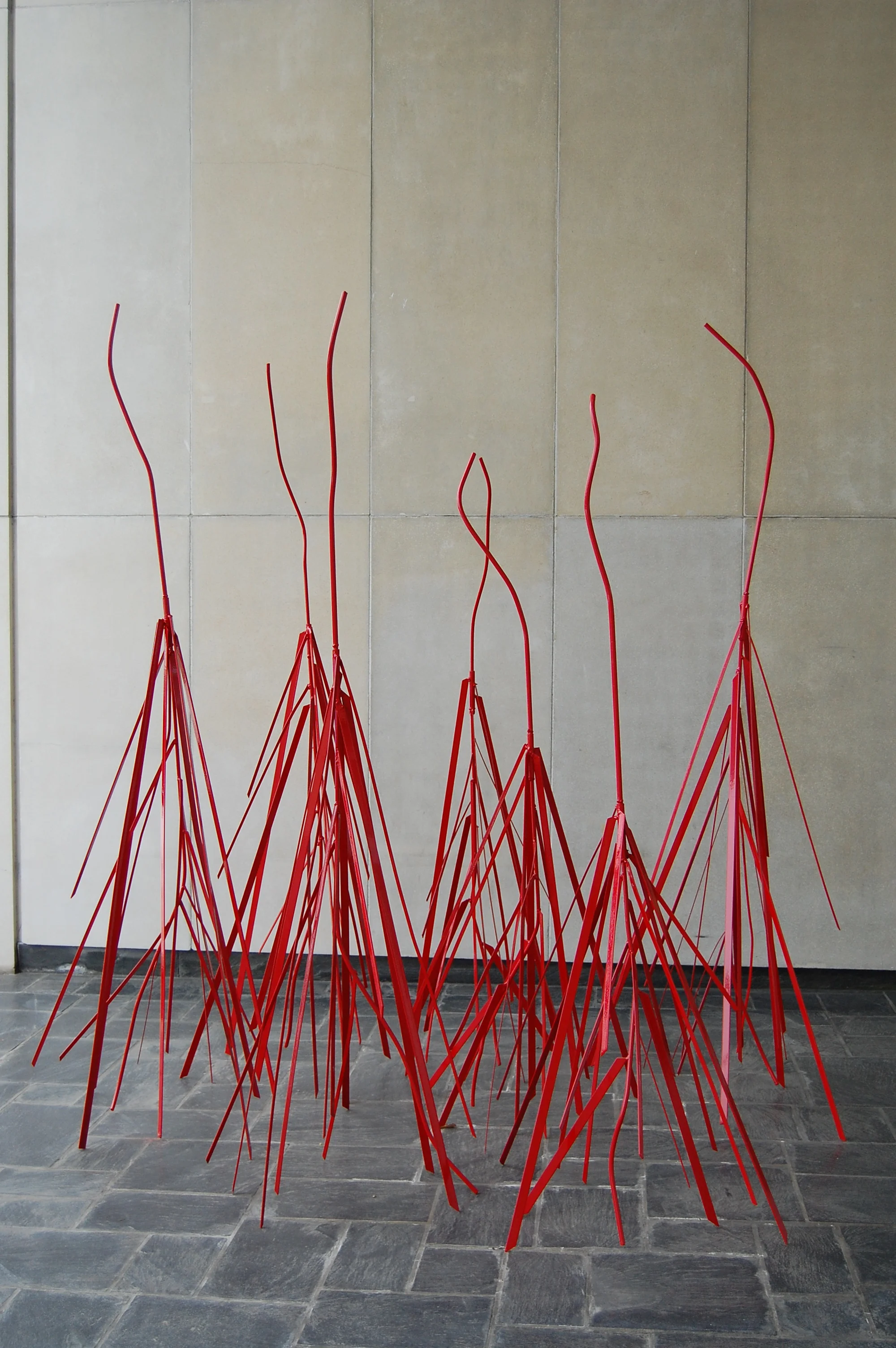 Rhizophora Mangle (Mangrove), 2010