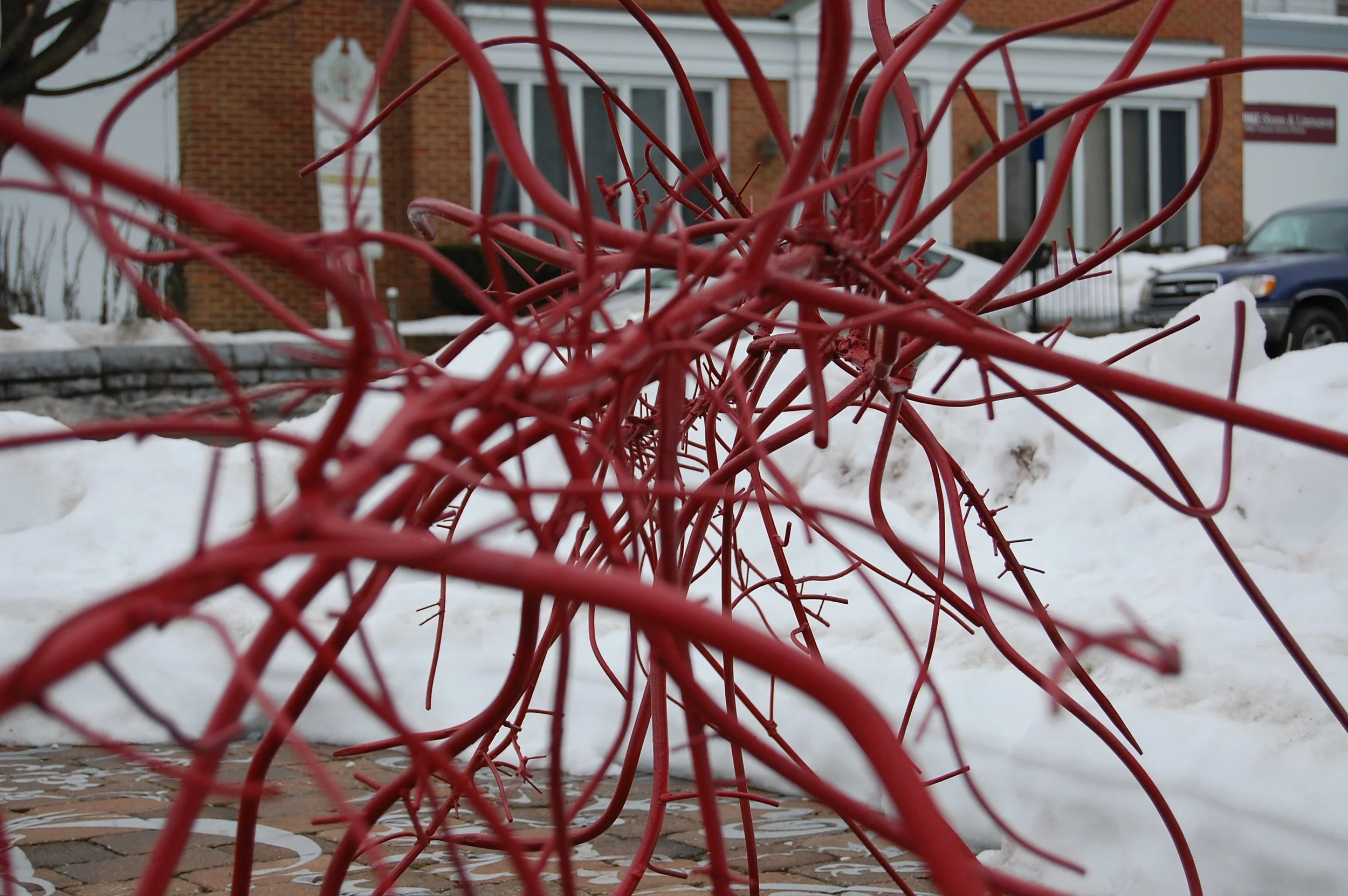 Phyllostachys Nigra (Red Bamboo) - detail, 2010