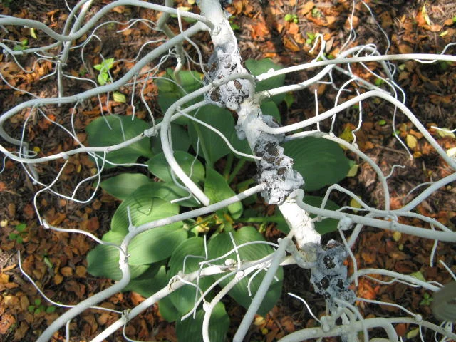 White Weed - detail, 2010