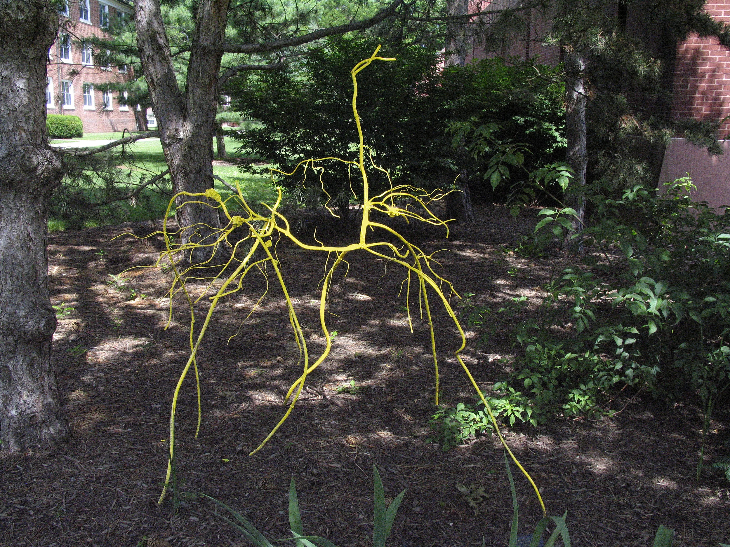 Yellow Weed - alternate view, 2009