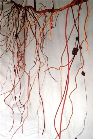 Ocimum Basilicum (Basil), 2008