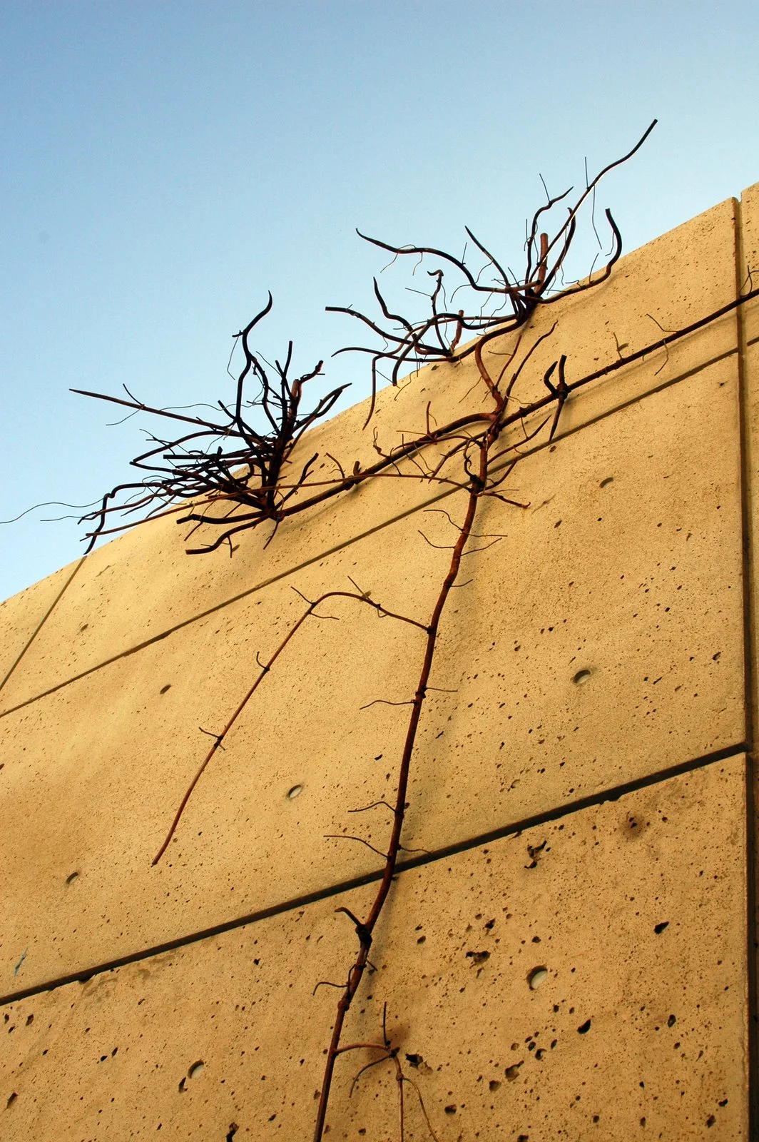 California Thistle - A Weed - detail, 2007