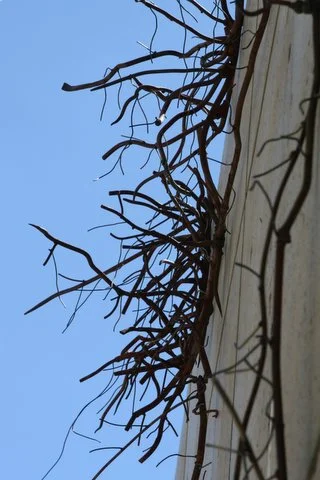 California Thistle - A Weed - alternate details, 2007