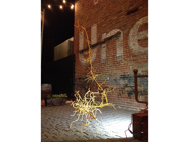 Yellow Bamboo Root, 2013