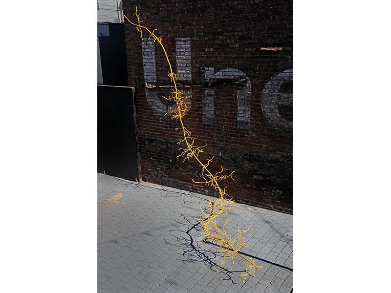Yellow Bamboo Root, 2013