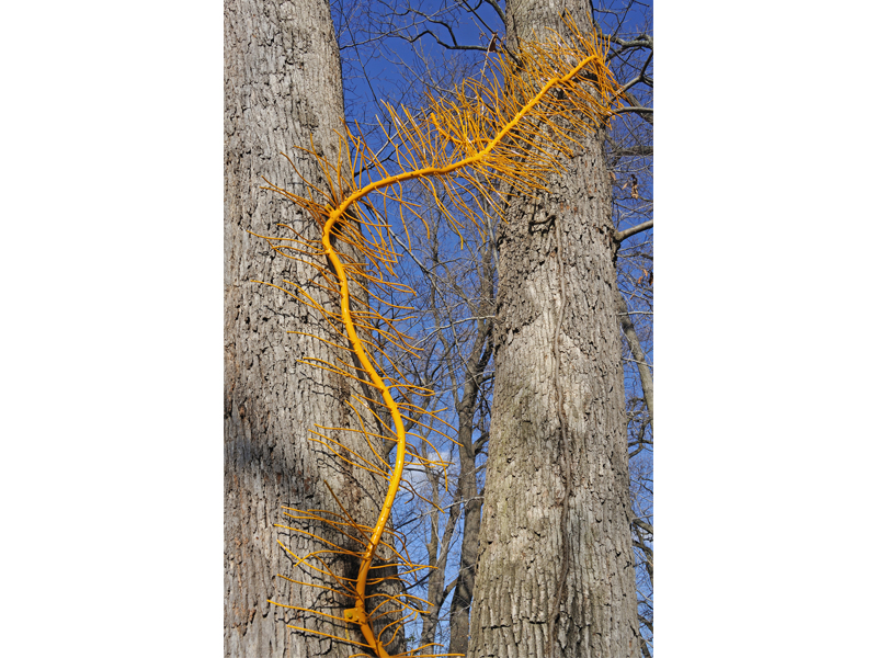 Poison Ivy, Kreeger Museum Permanent Collection