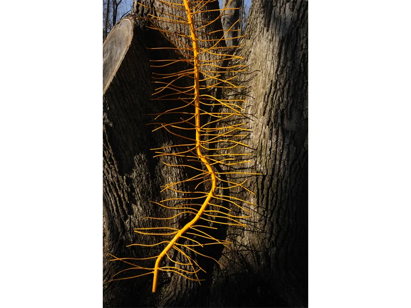 Poison Ivy, Kreeger Museum Permanent Collection