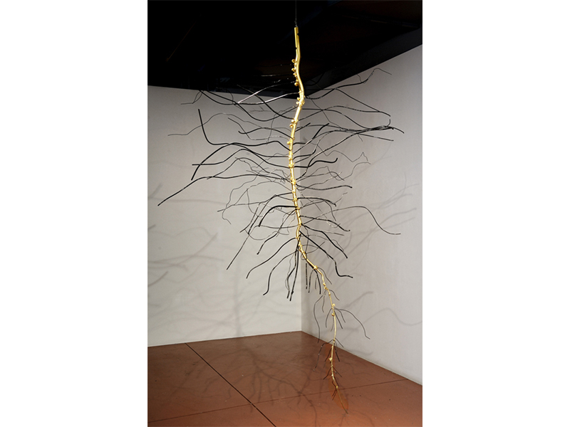 Root of Soybean, 2014