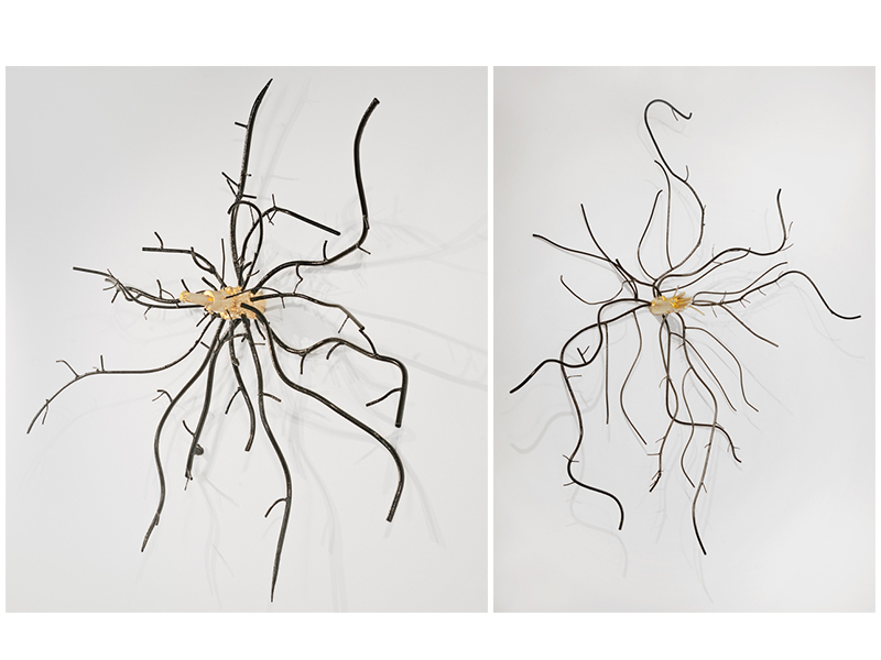 Roots of Birch and Beech Trees, 2014