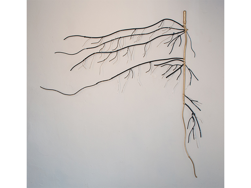 Taproot Surviving, 2015