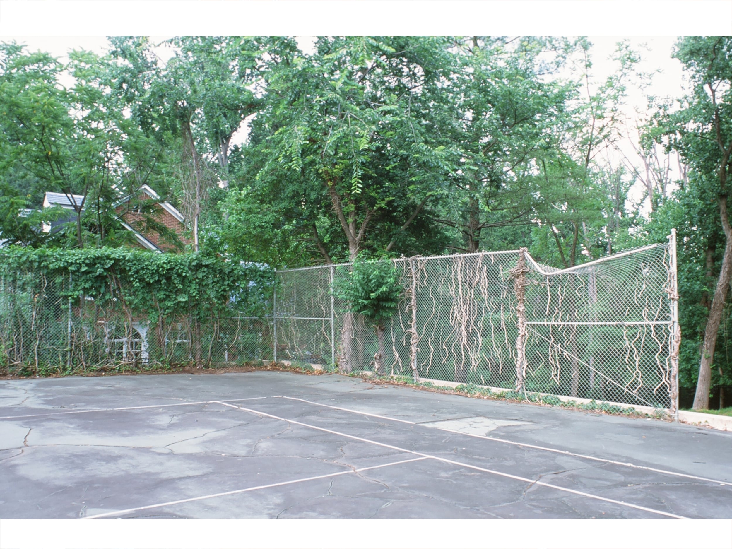 The overgrown roots and vines on the fence