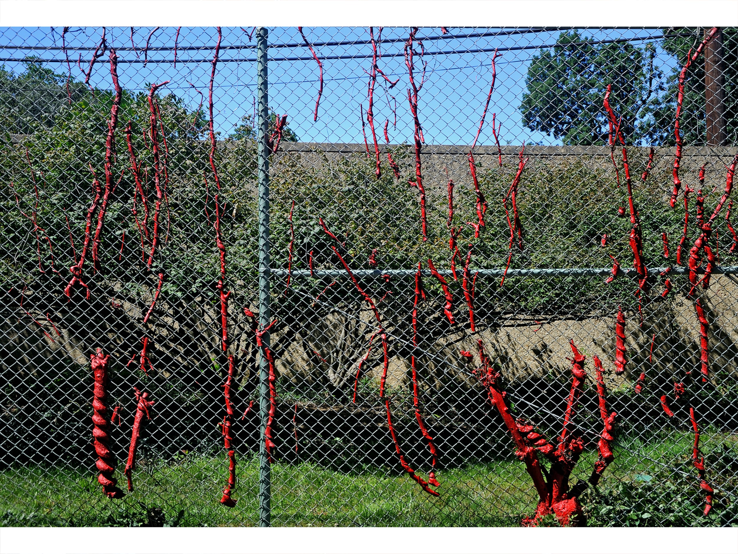 Painted roots and vines against the museum wall