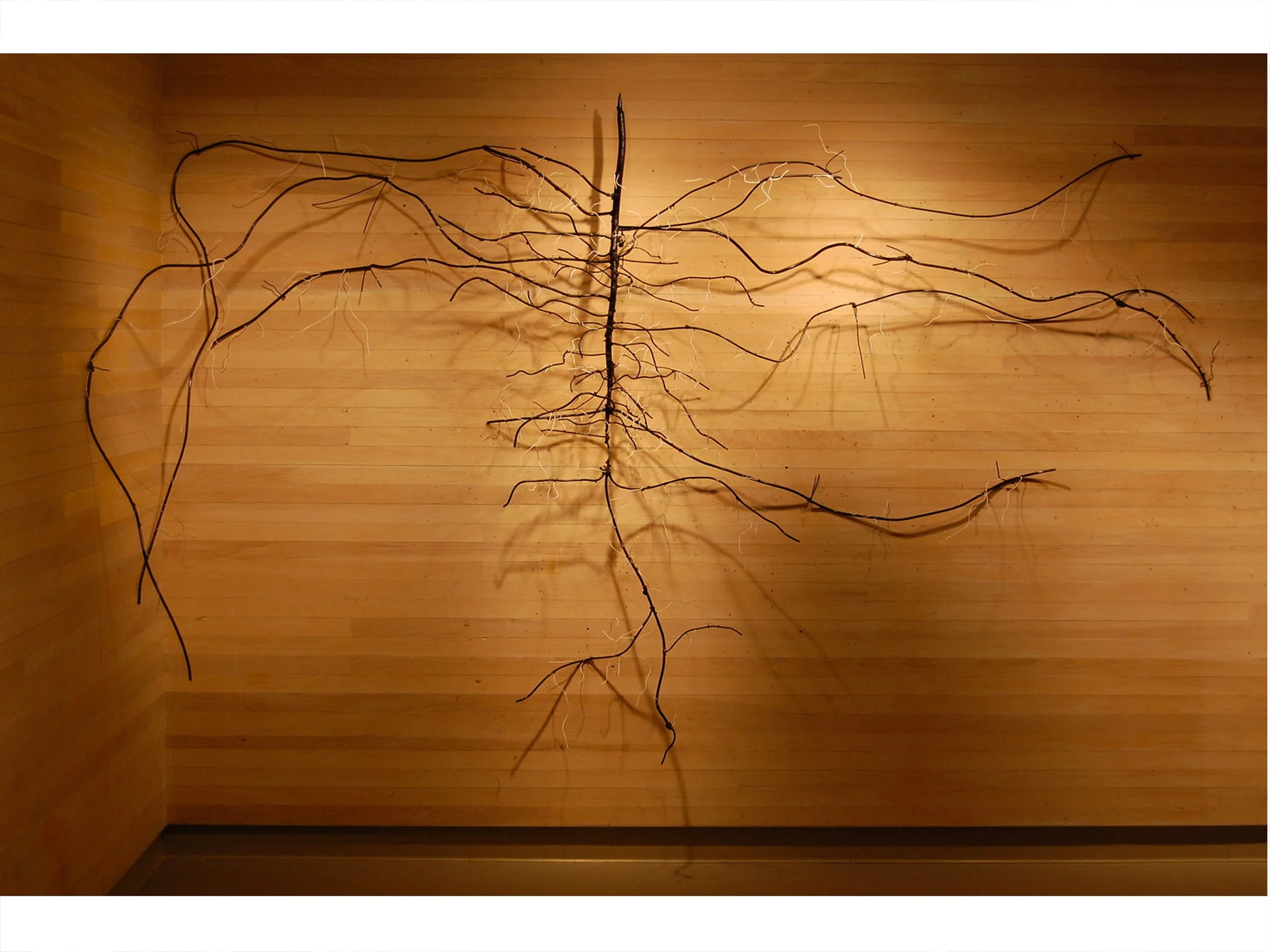 Weed from my Backyard