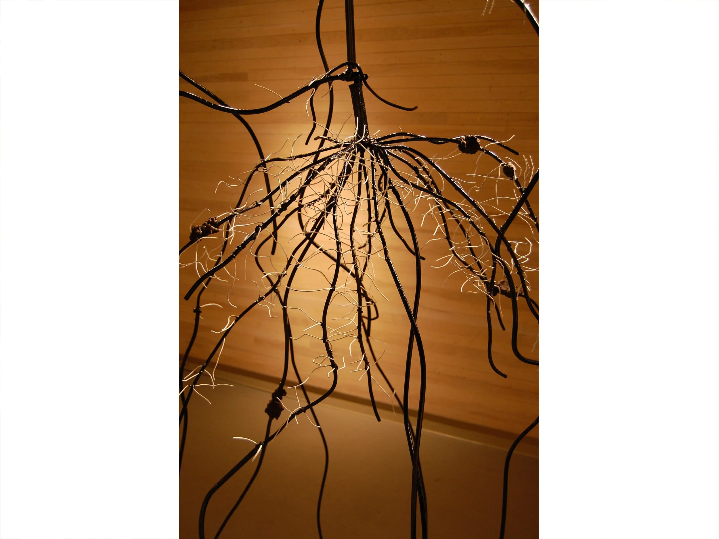 Allium Cepa (Onion-Vegetable) - detail