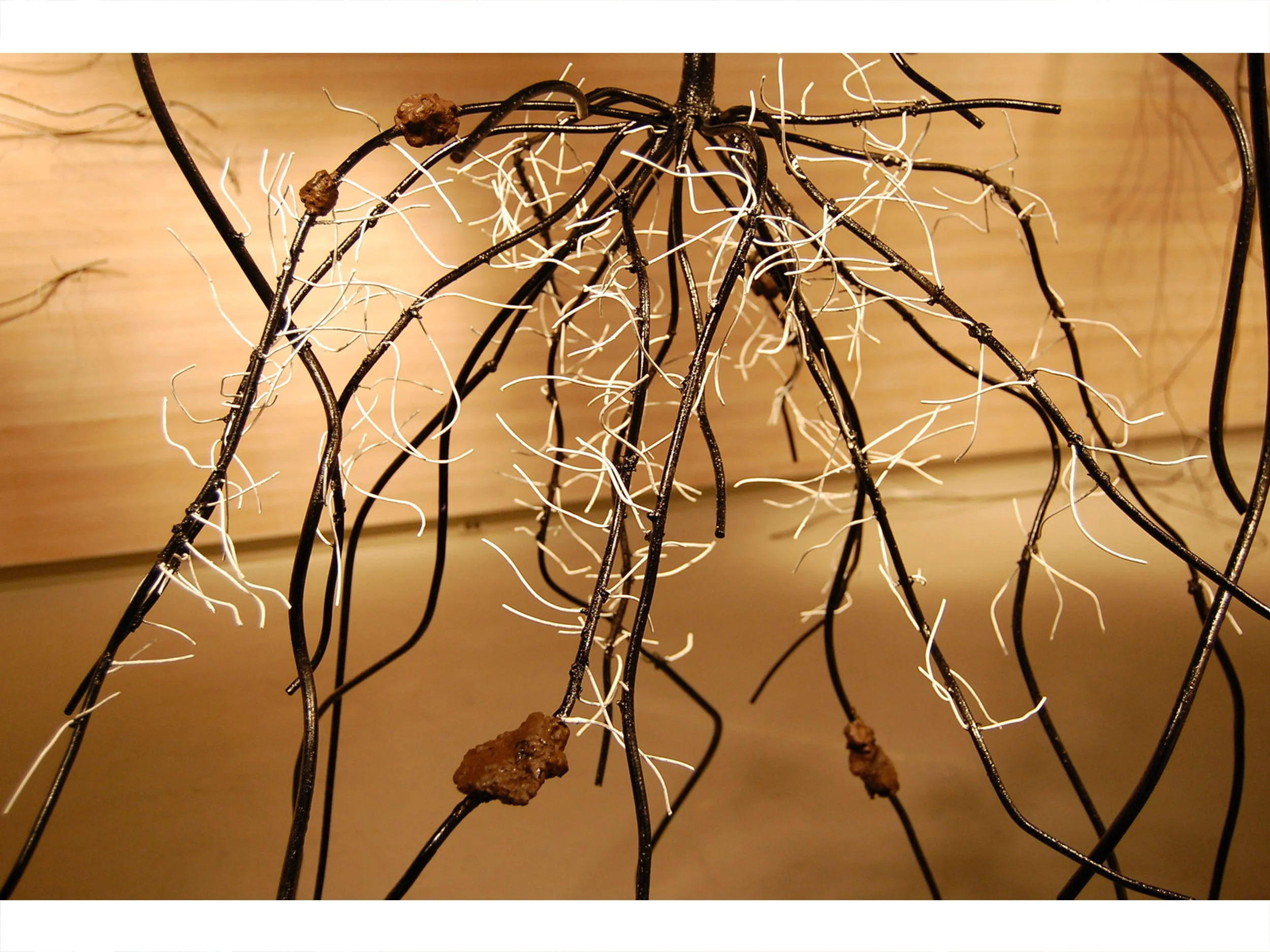 Allium Cepa (Onion-Vegetable) - detail