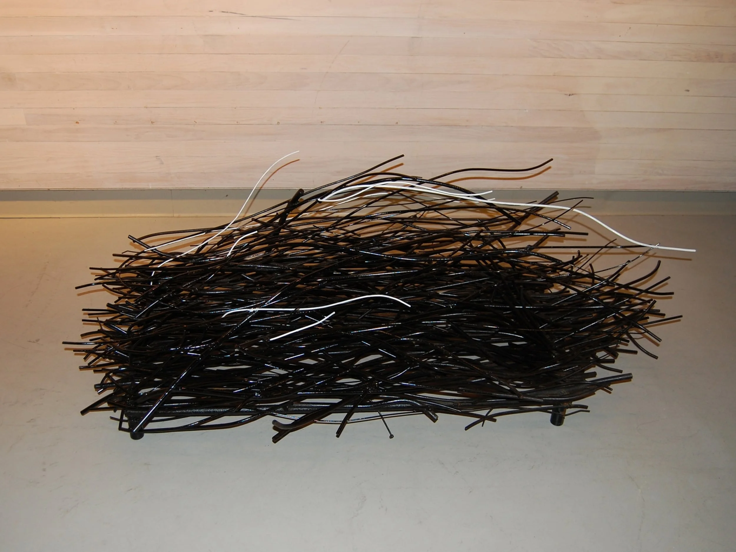 Palmaceae (Palm-Tree)