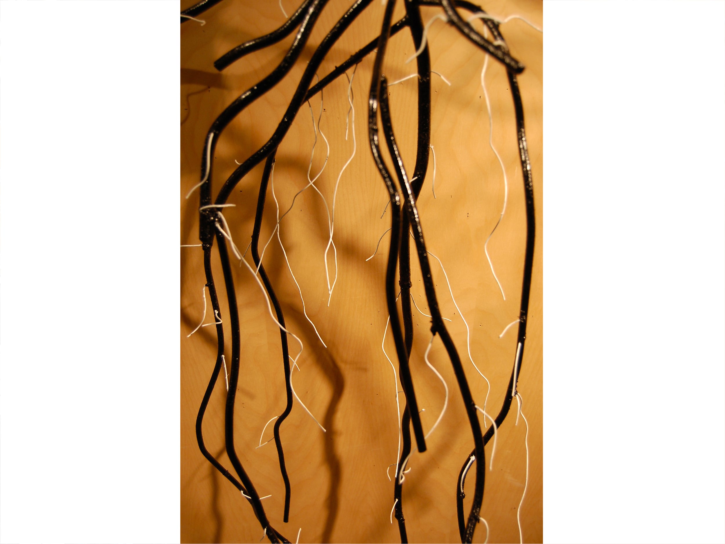 Pastinaca Sativa (Parsnip-Vegetable) - detail