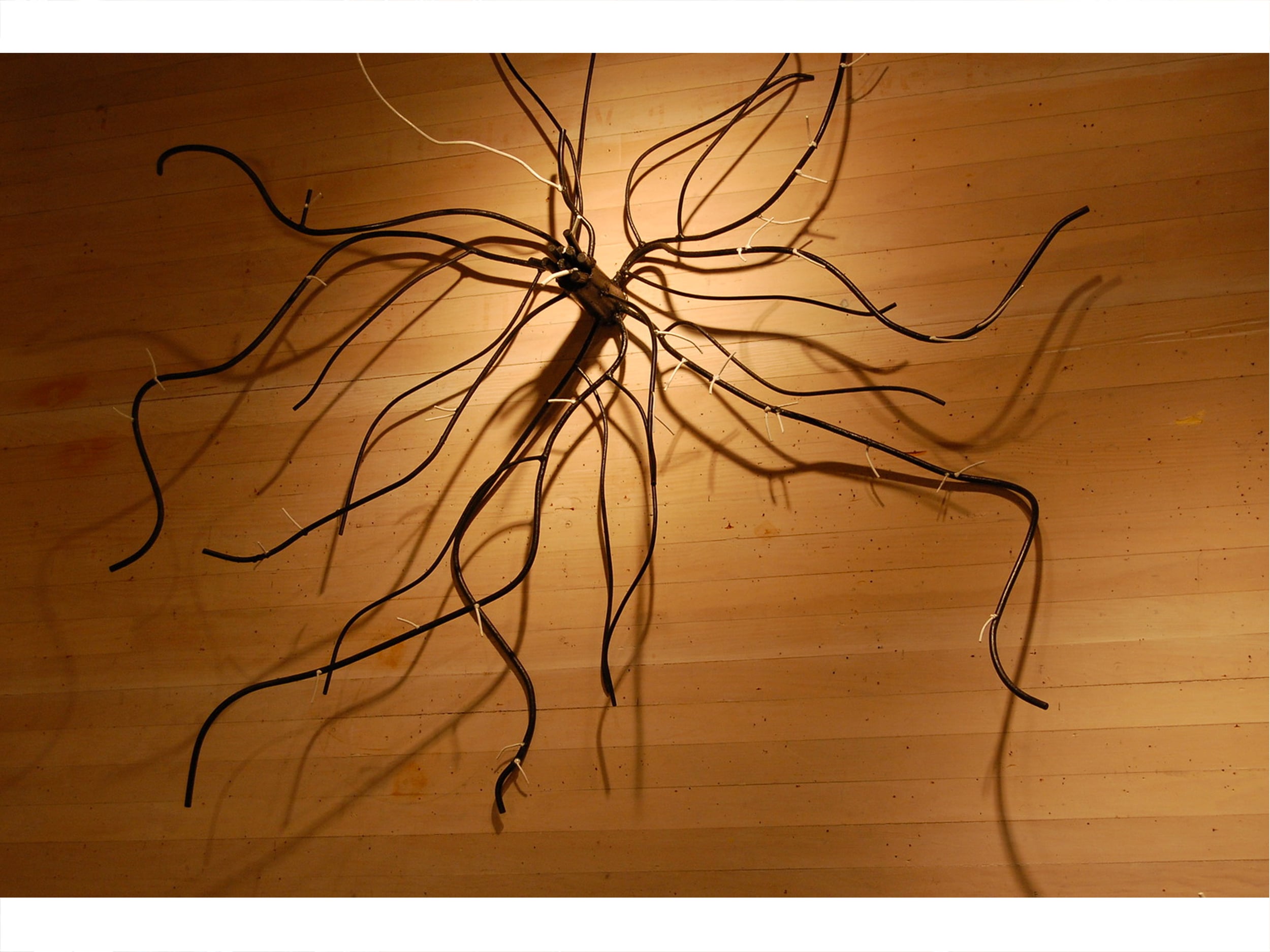 Acer Saccharinum (Silver Maple Tree)