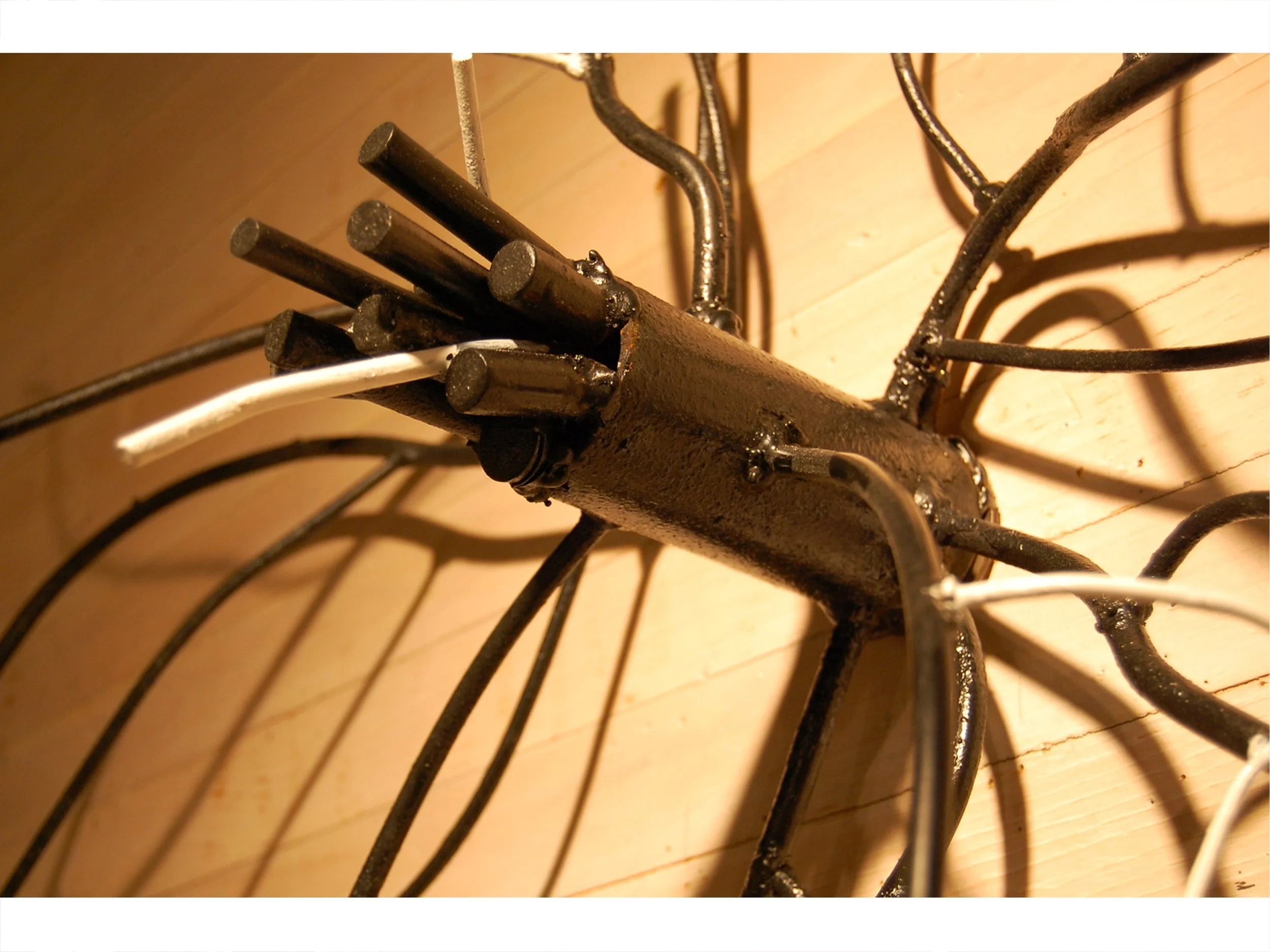 Acer Saccharinum (Silver Maple Tree) - detail