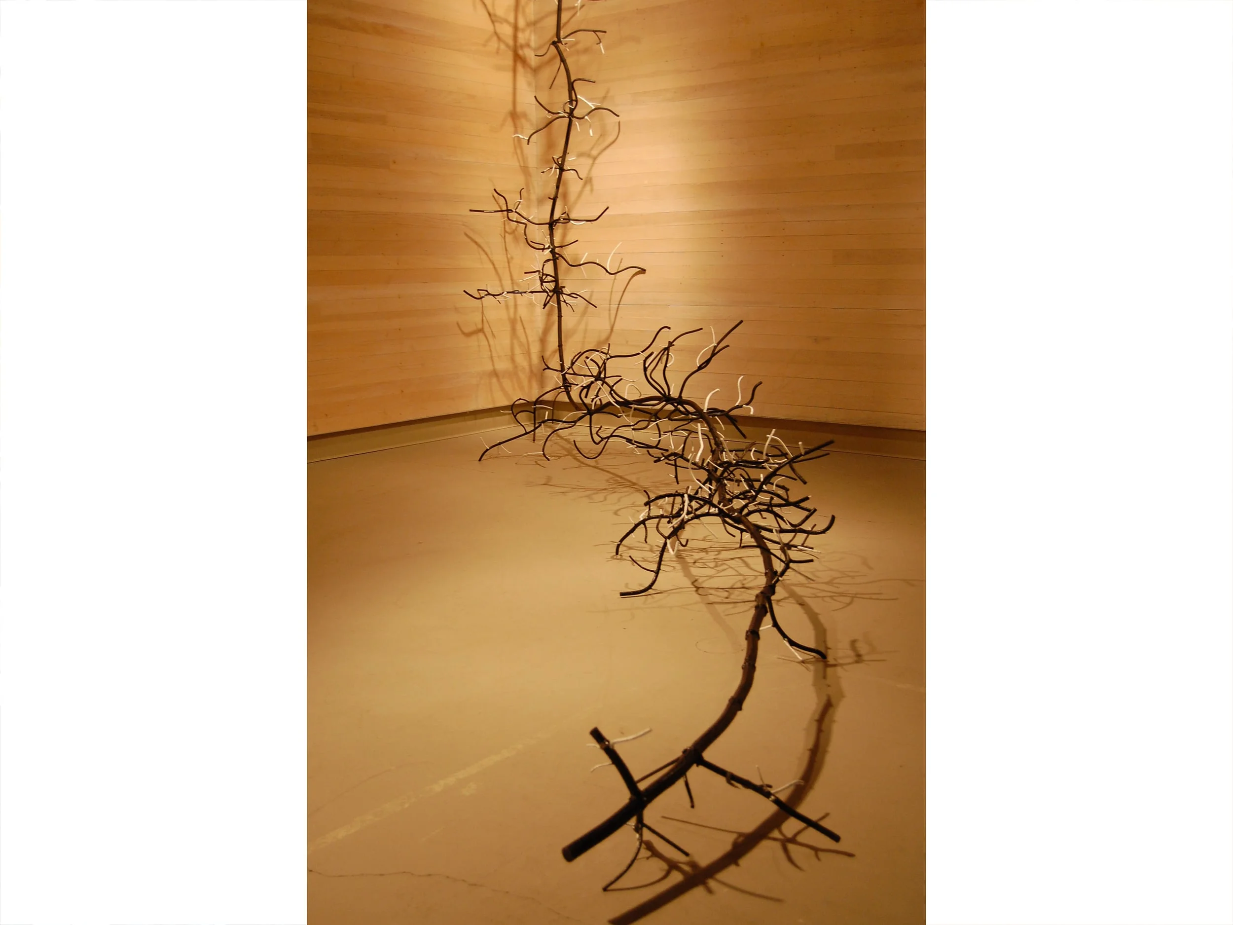 Phyllostachys Aurea (Bamboo-Grass)