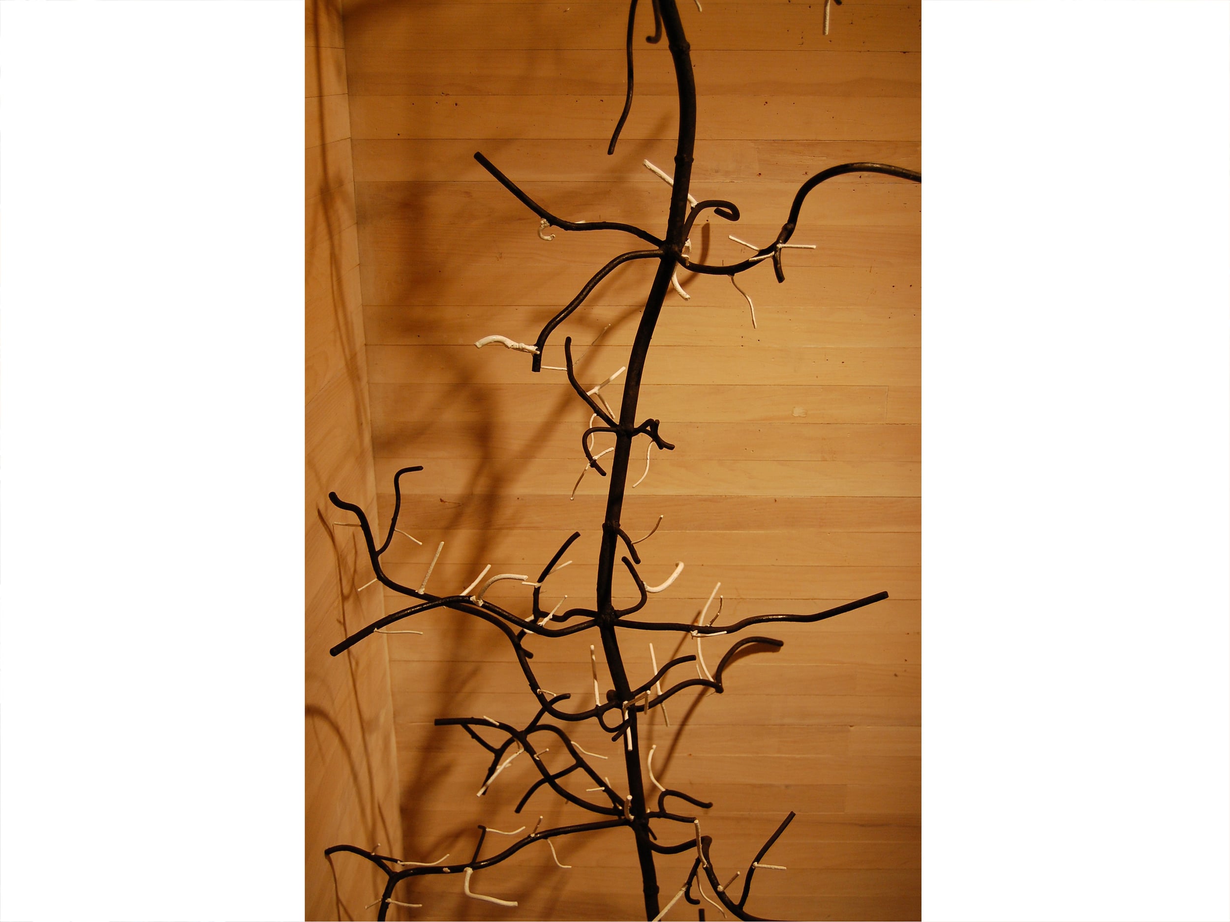 Phyllostachys Aurea (Bamboo-Grass) - detail