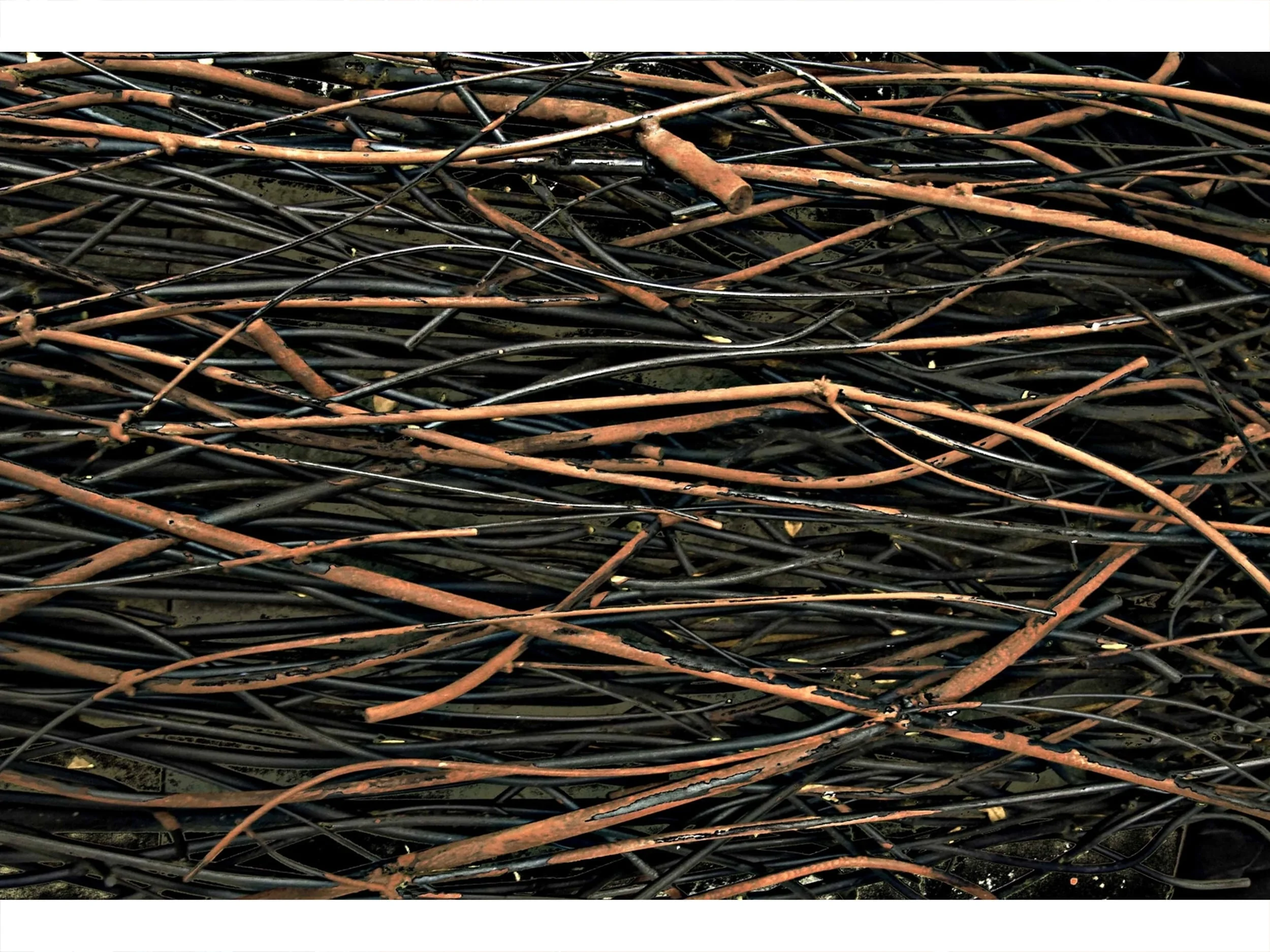 Palmaceae (Palm) - detail, 2008