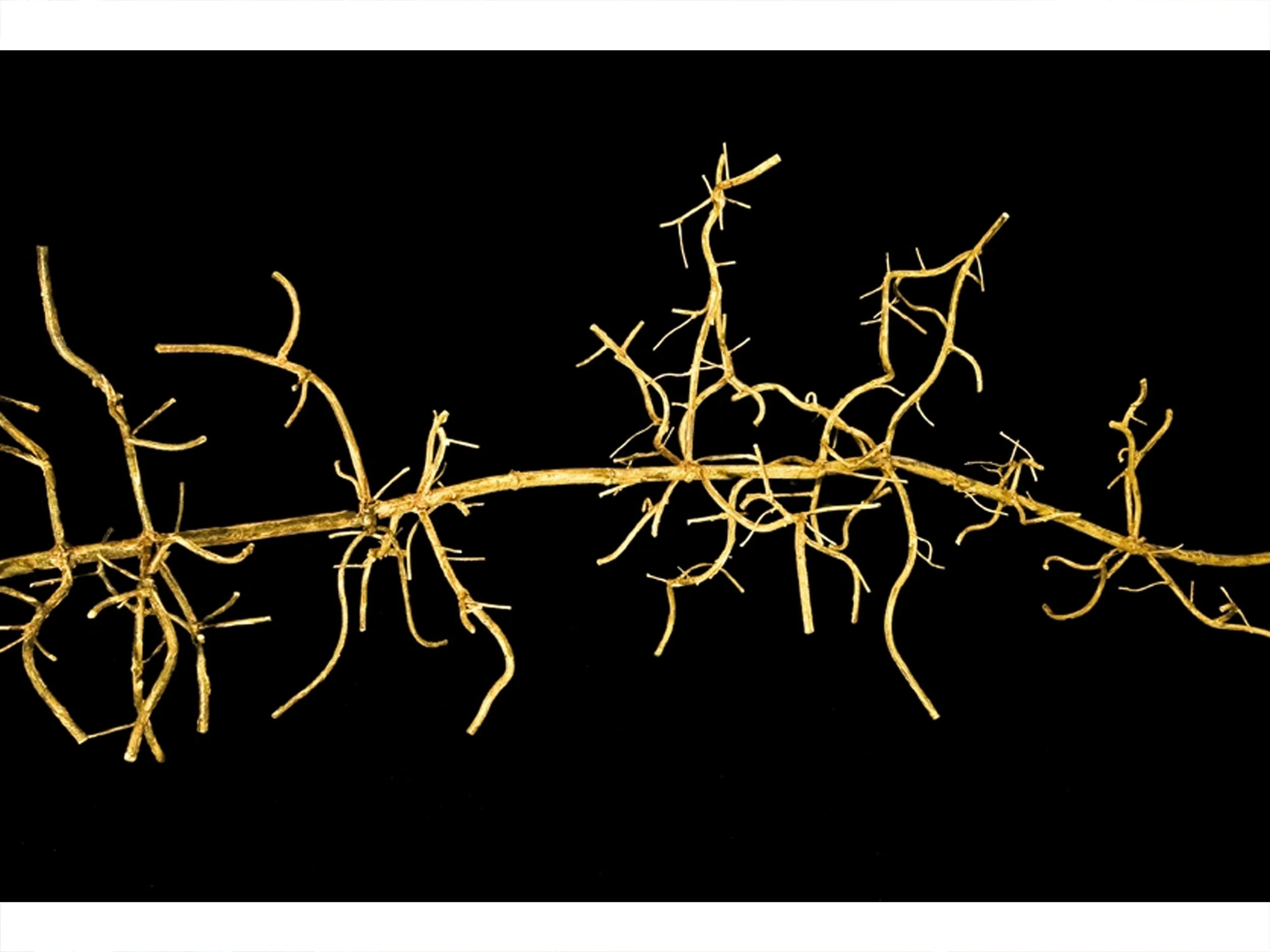 Phyllostachys Aurea (Bamboo) - detail, 2008