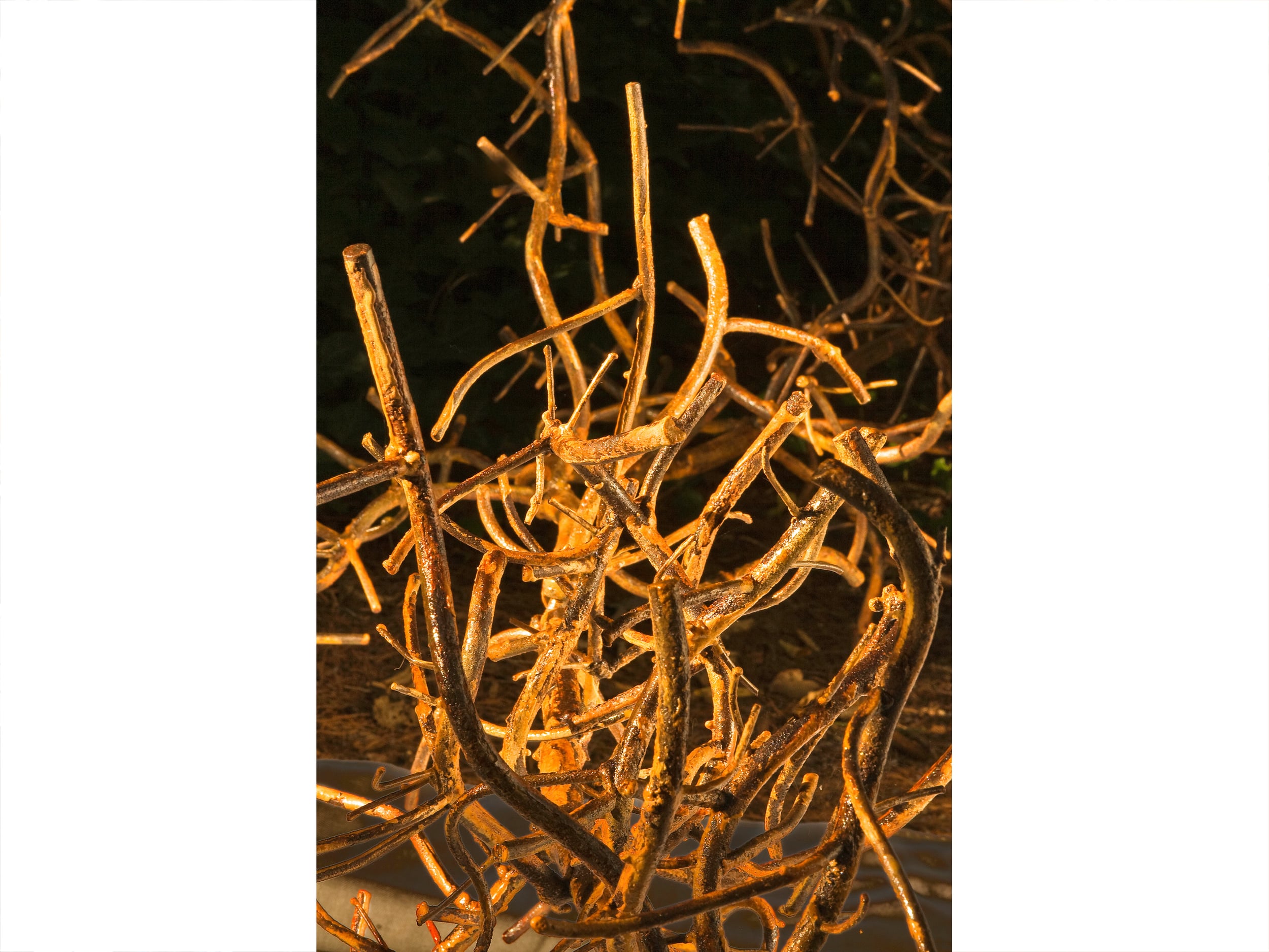 Phyllostachys Aurea (Bamboo) - detail, 2008