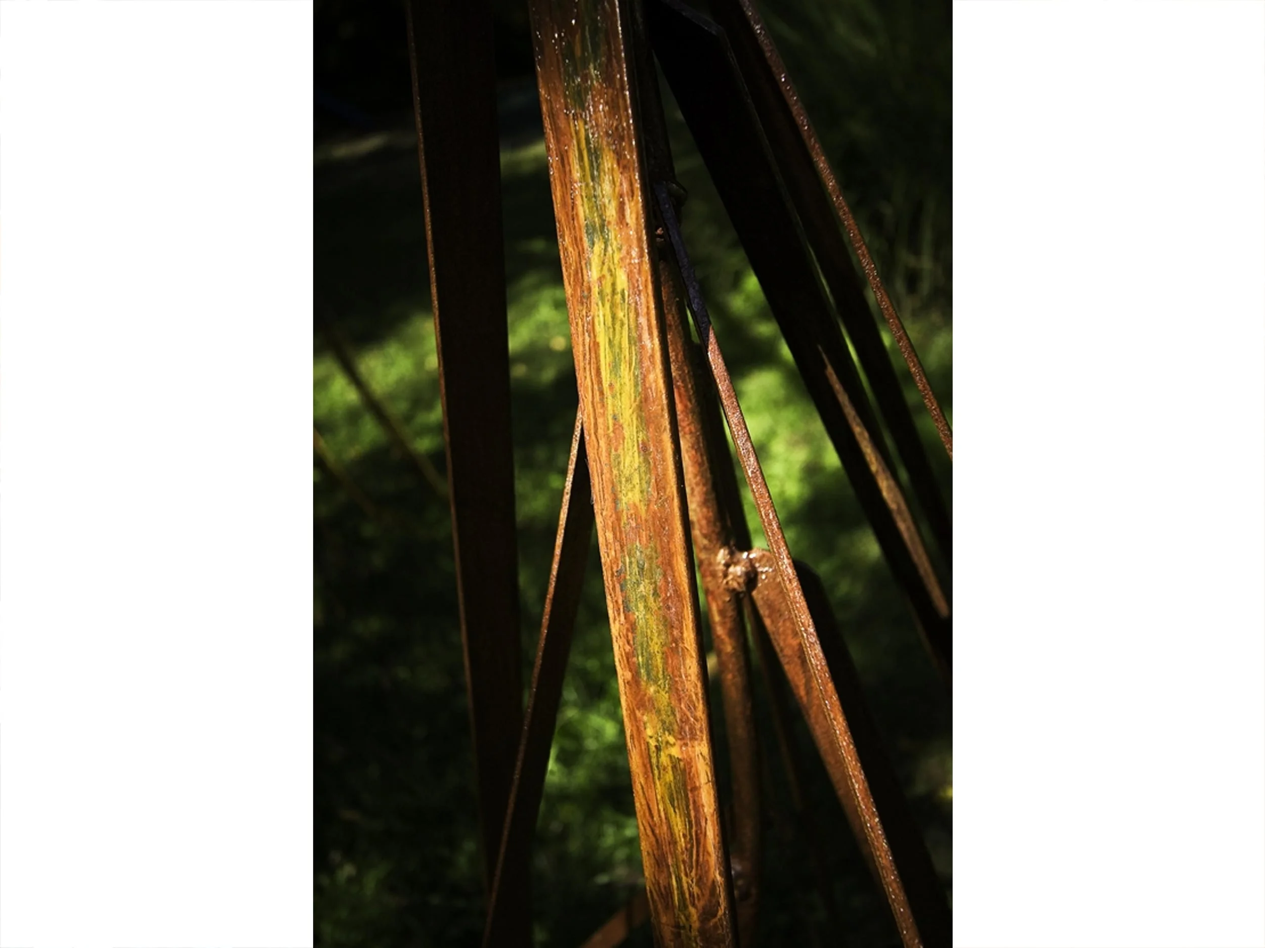 Rhizophora Mangle (Mangrove) - detail, 2008