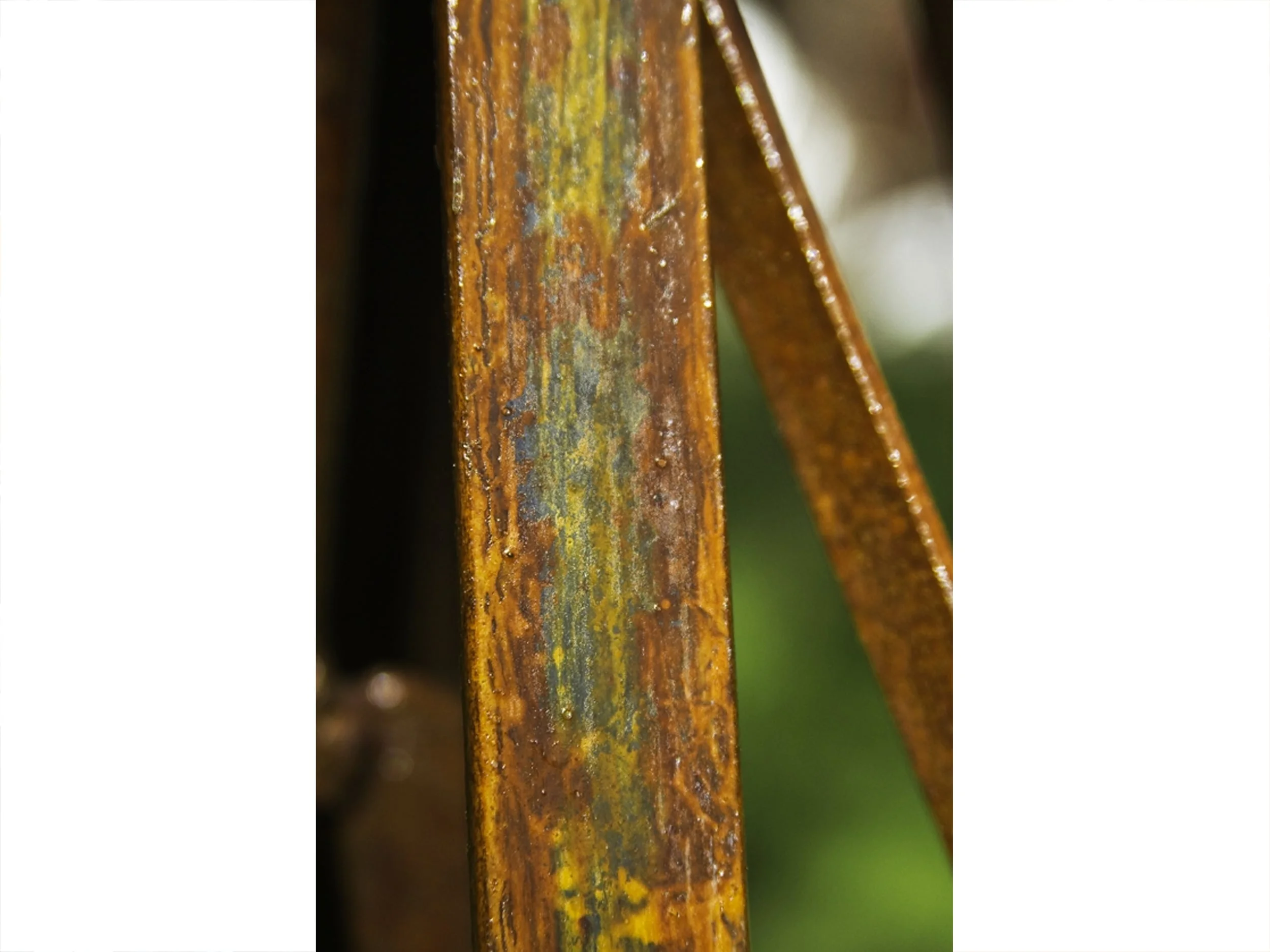 Rhizophora Mangle (Mangrove) - detail, 2008