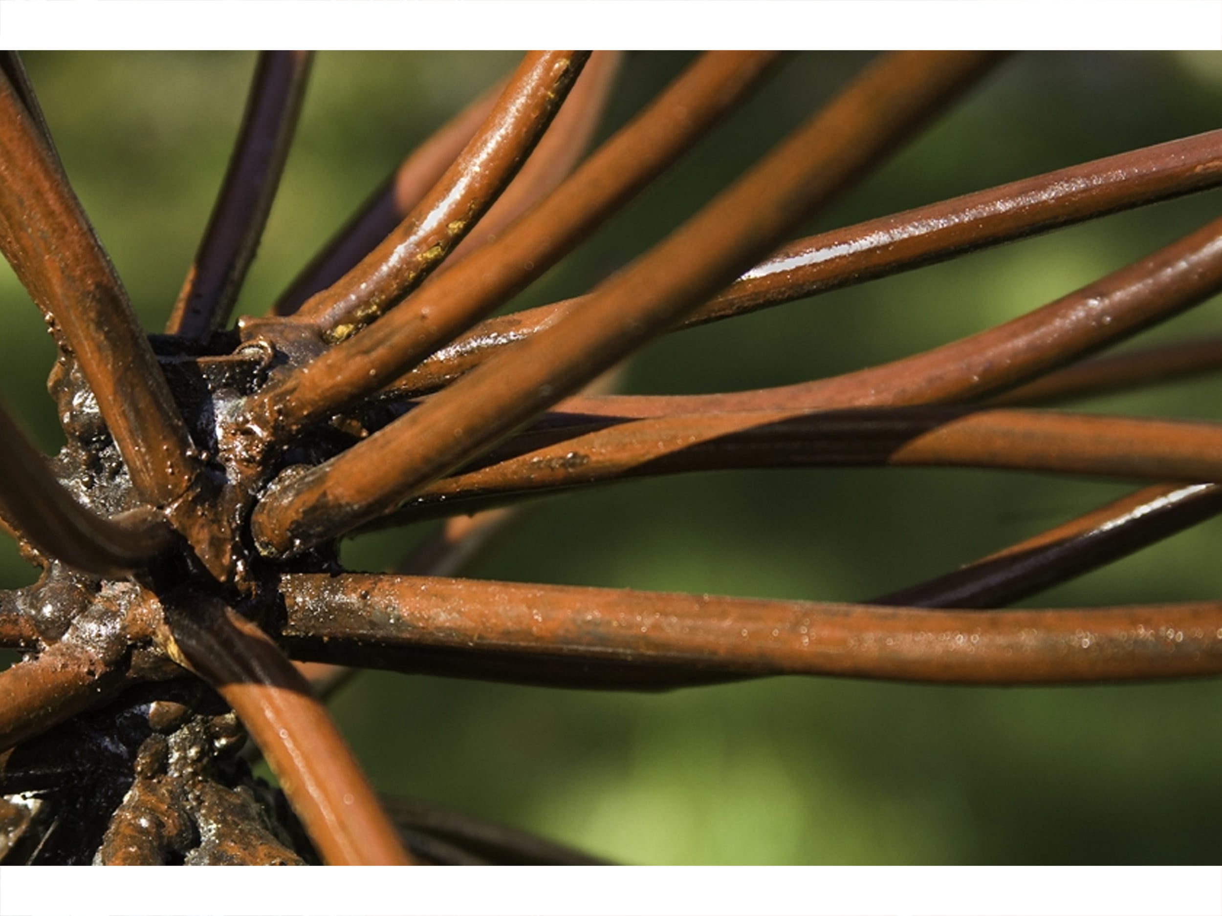 Asparagus Officinalis - detail, 2008