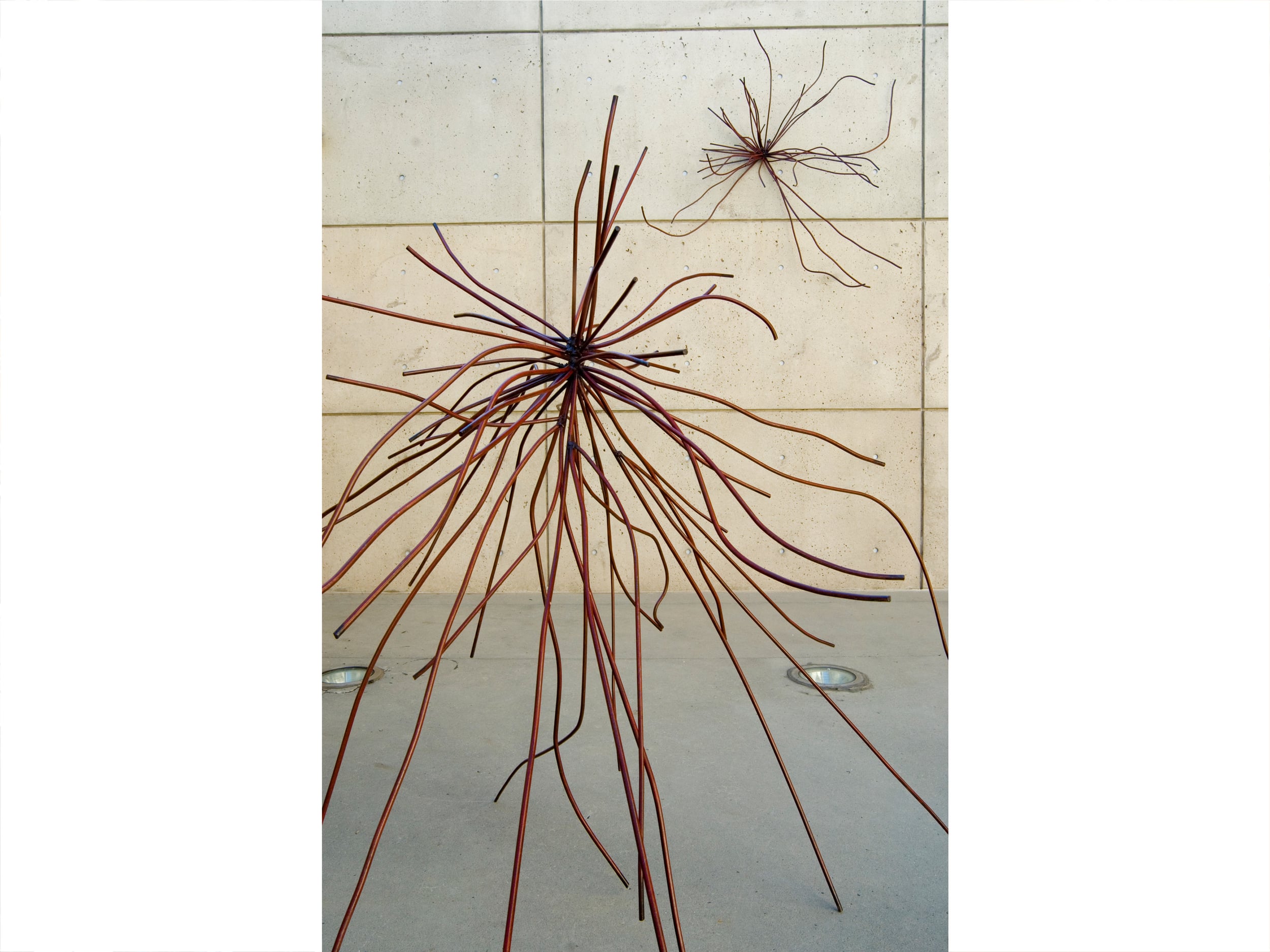 Asparagus Officinalis - alternate installation view