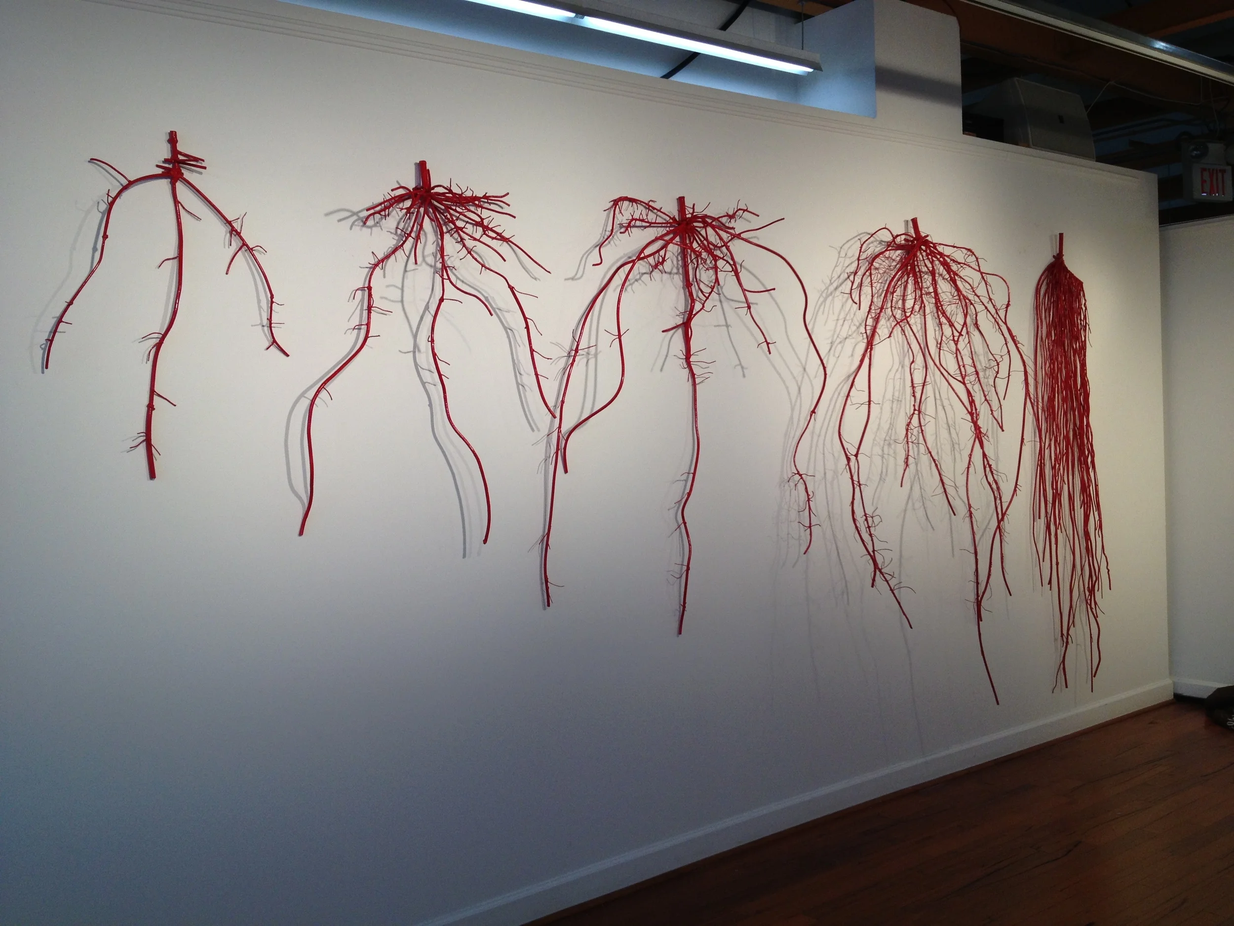 Roots of Winter Wheat: From 10 Days Old to Full Maturity