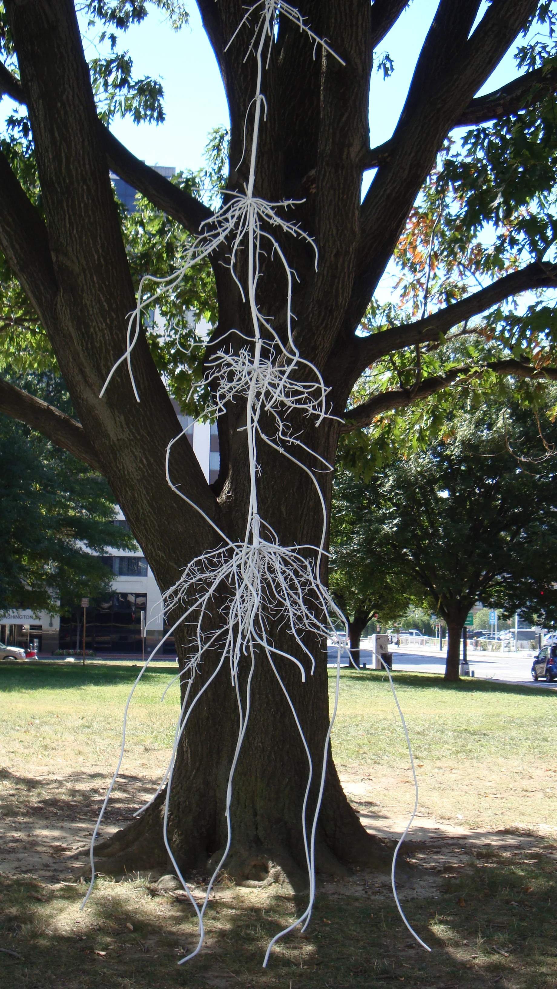 Clematis Radix (Clematis)