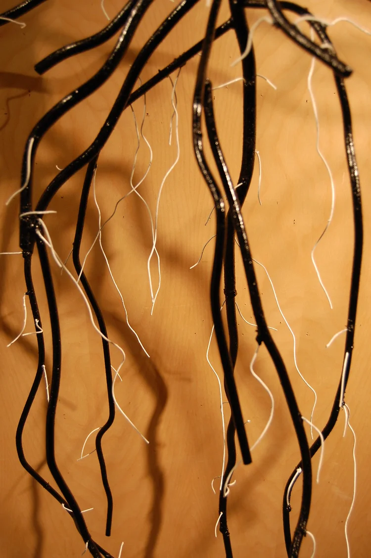 Pastinaca Sativa (Parsnip-Vegetable)