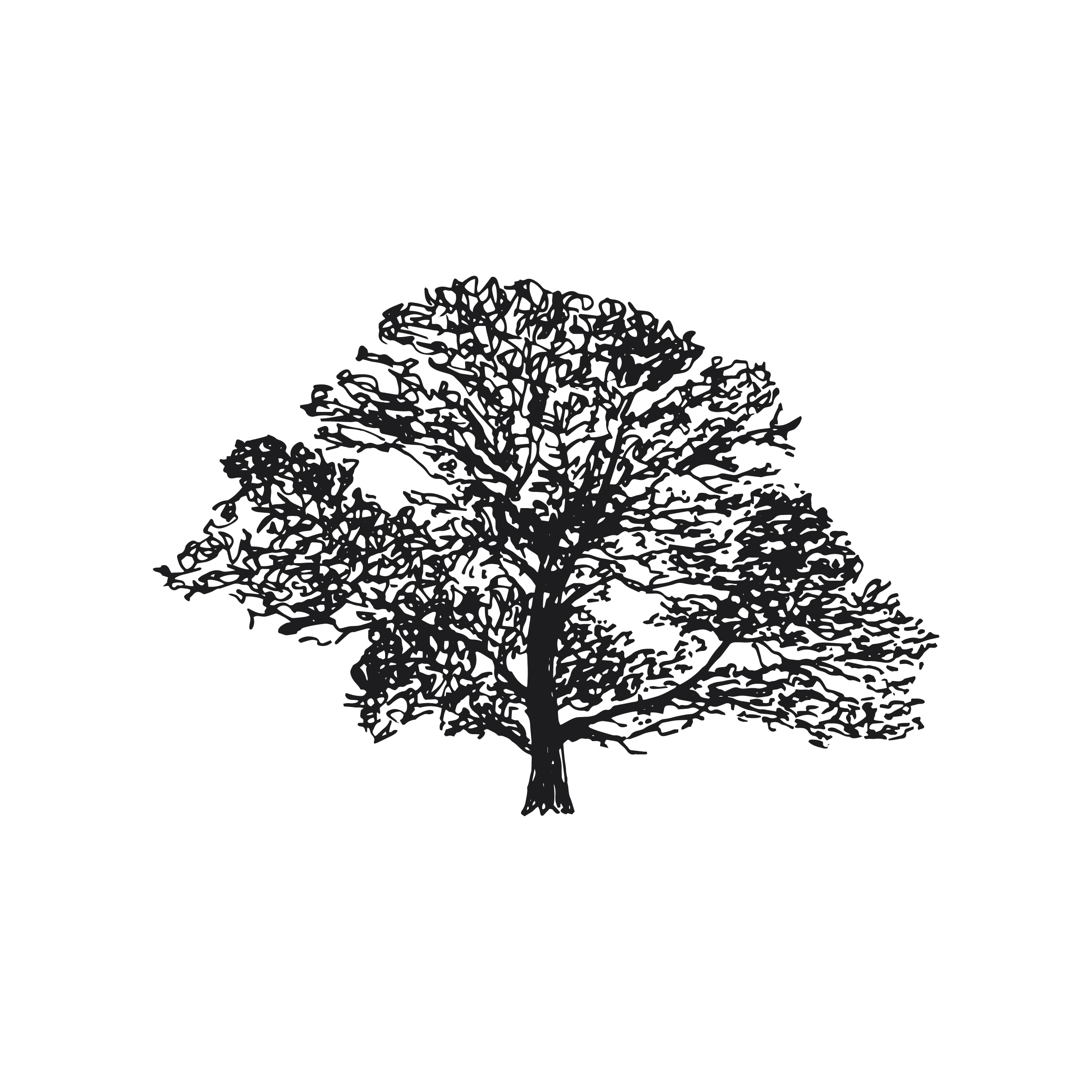 Down to Earth tree surgeons Sevenoaks, logo design and brand identity by Ditto Creative, branding agency Kent