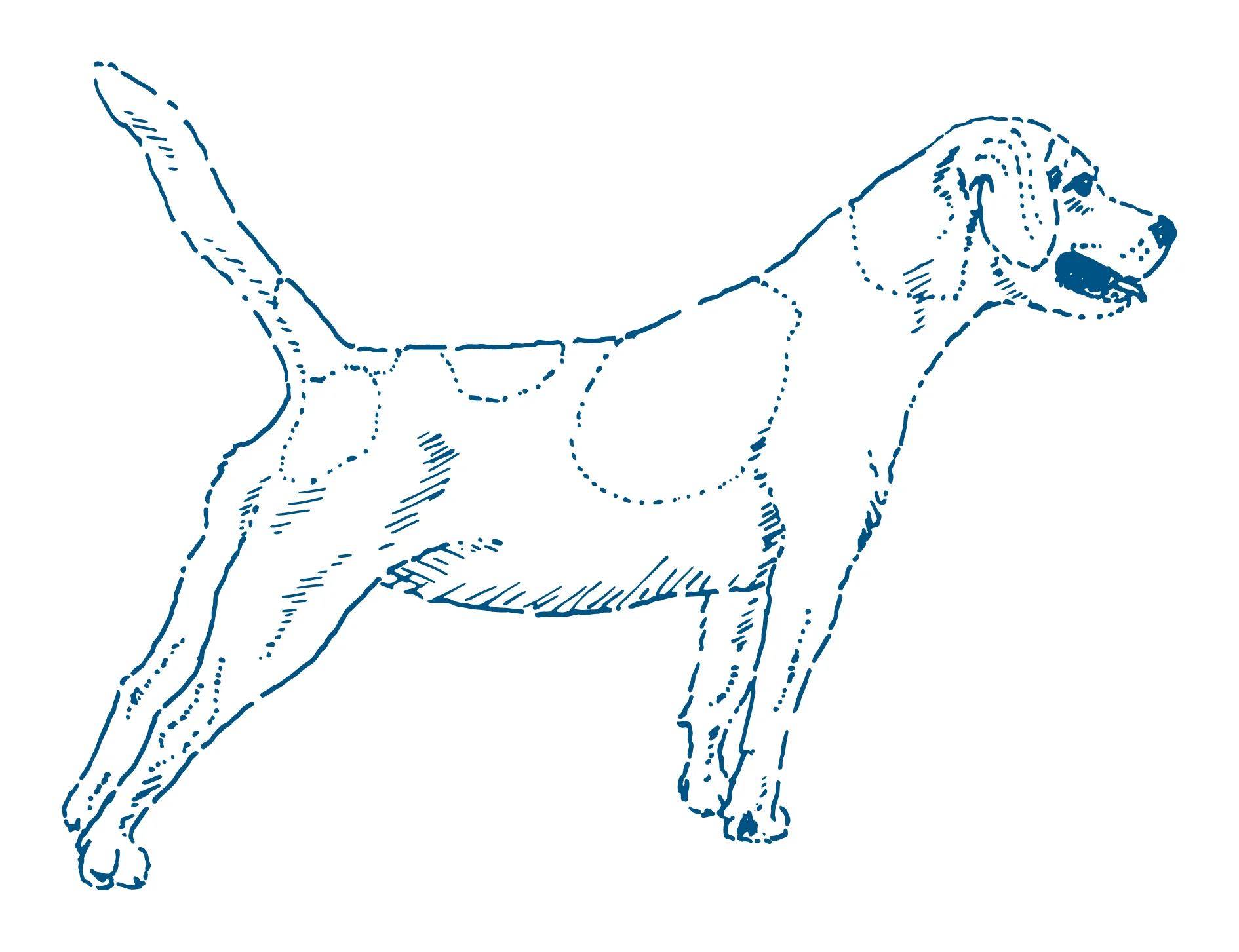 Suzie illustration 1_Midnight.jpg