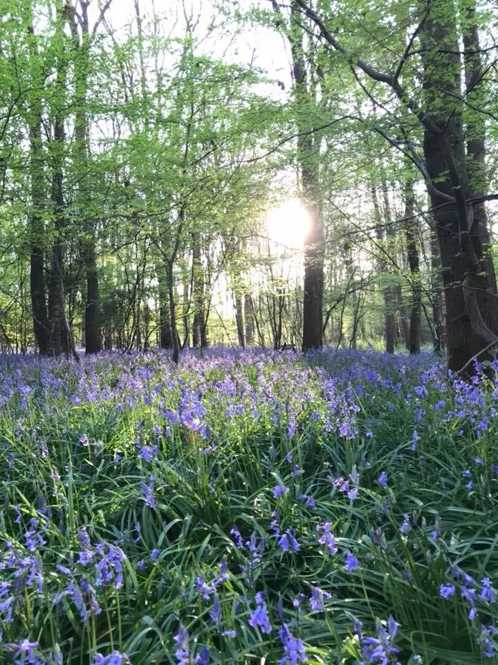 Bluebells at North Frith Farm, photo by Hannah Belton, Ditto Creative