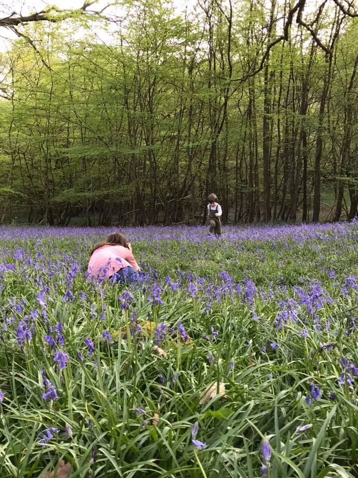 Bluebells at North Frith Farm, photo by Hannah Belton, Ditto Creative