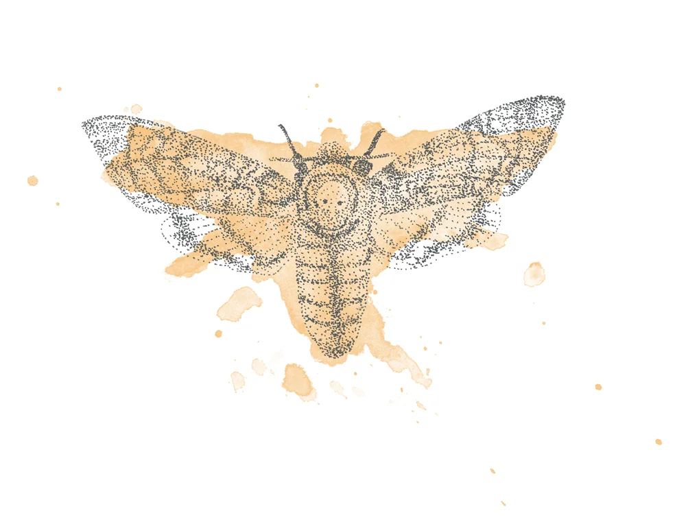 Deaths-head-hawkmoth-illustration.jpg