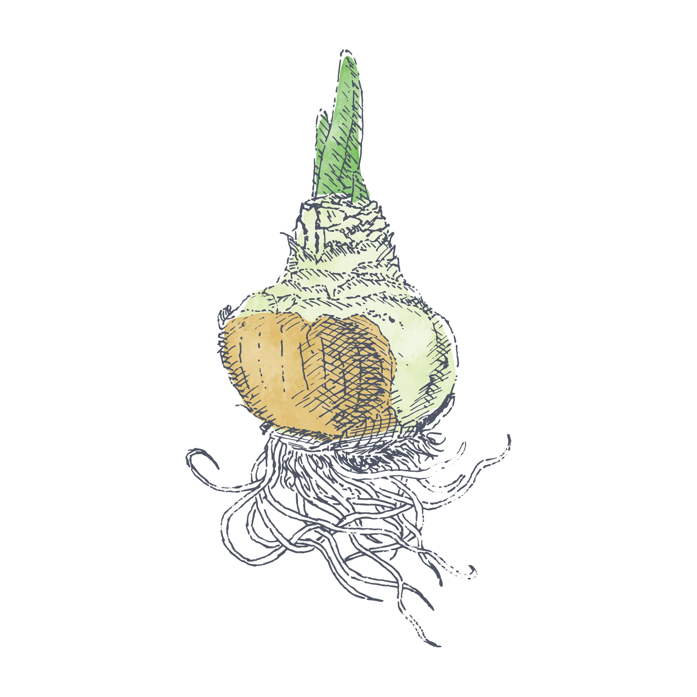 Growthfully brand illustration by Ditto Creative, branding agency Kent