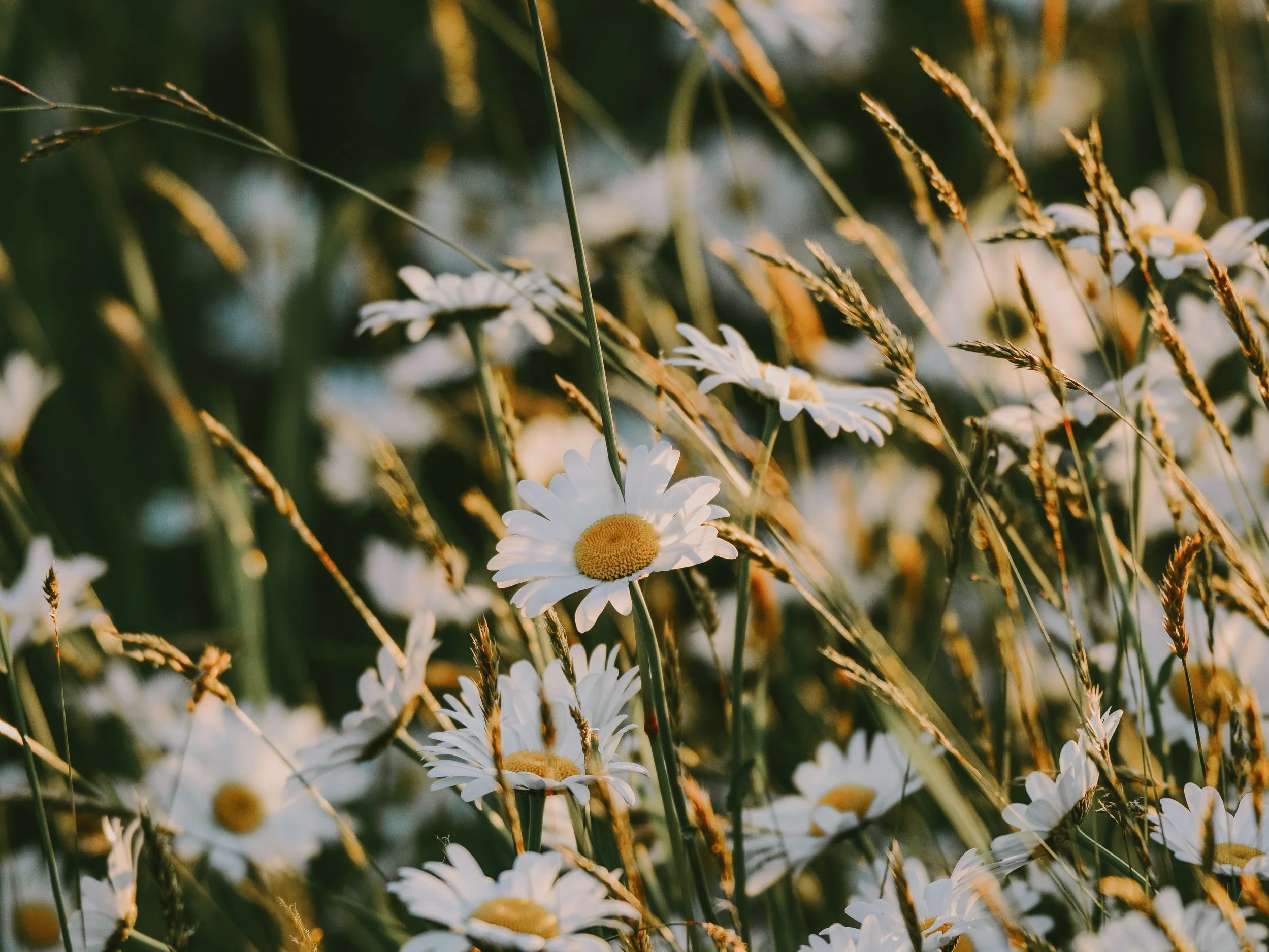 anita-austvika-rkB_ViXzUIE-unsplash.jpg