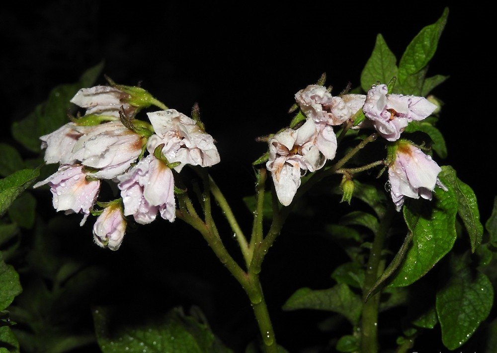 Potato Blossoms At Night