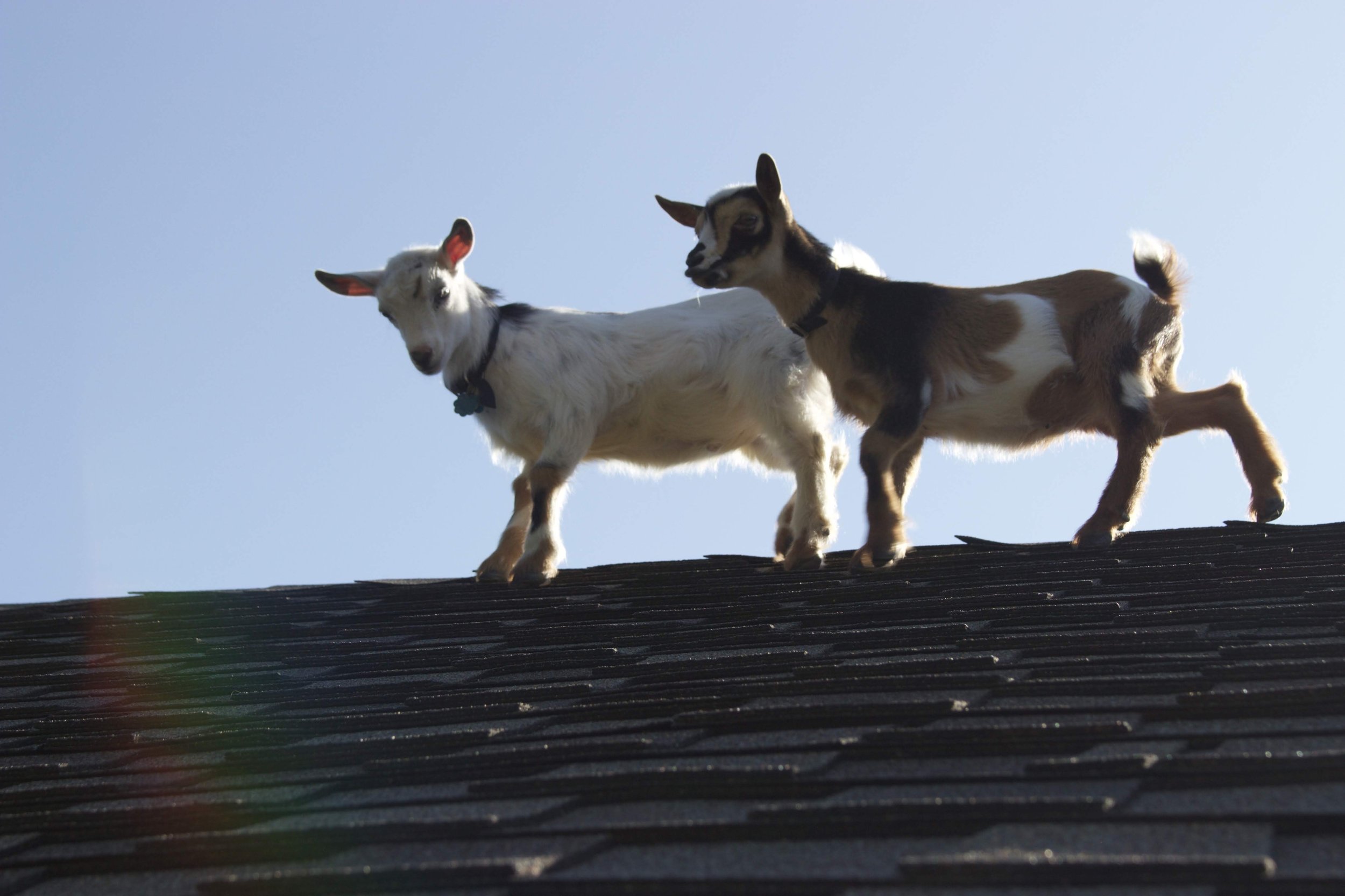 Goats on a Roof