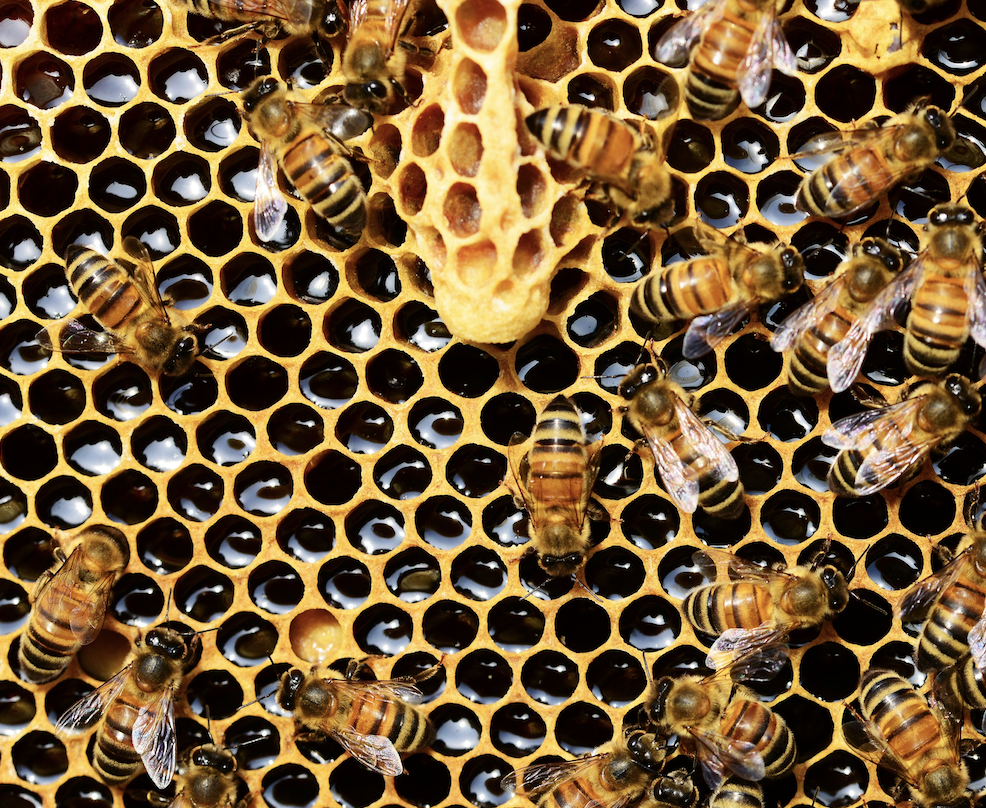 The Incredible Benefits of Manuka Honey for Your Skin and Hair
