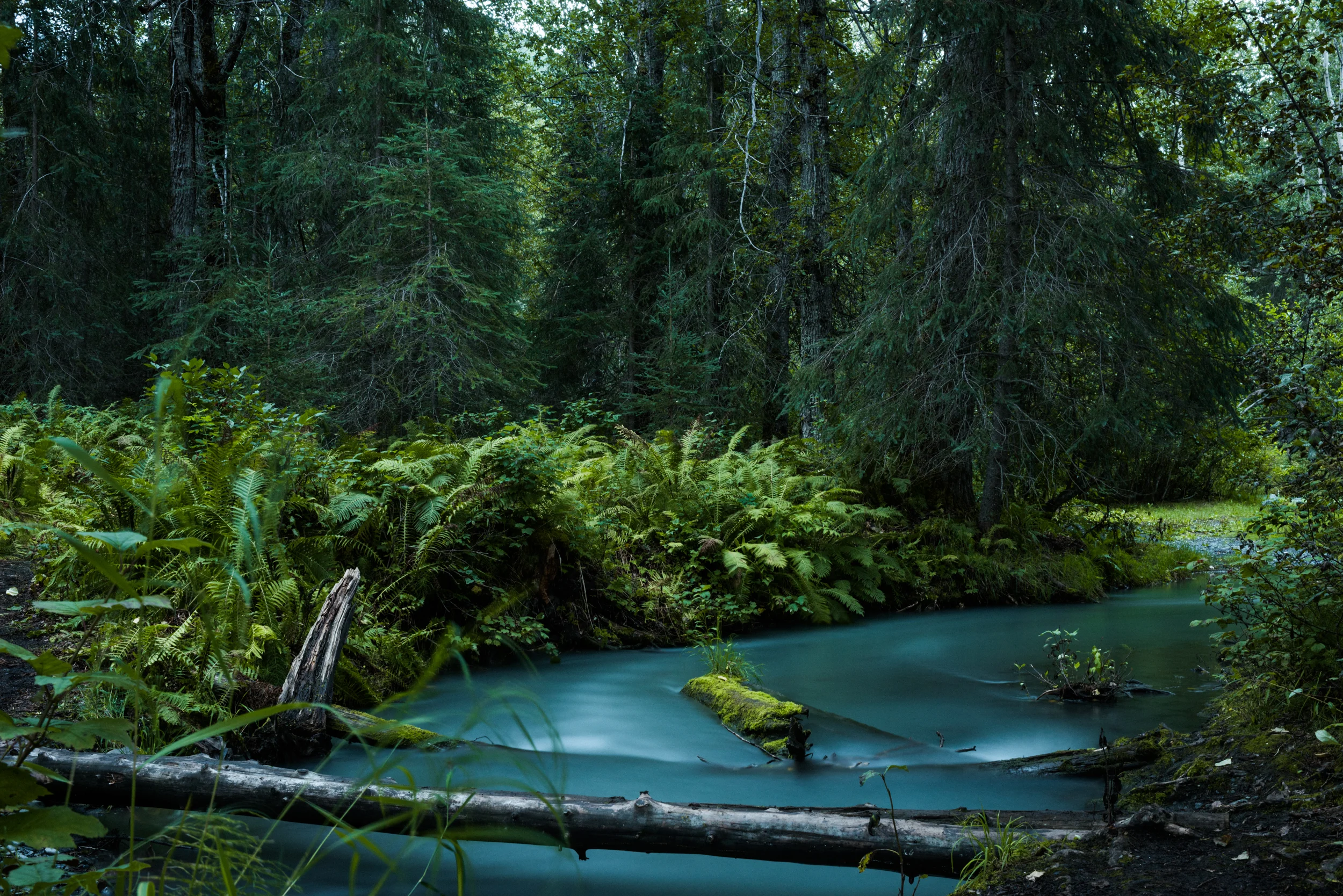WildCreatives_Oregon_TaraShupe_5460.jpg