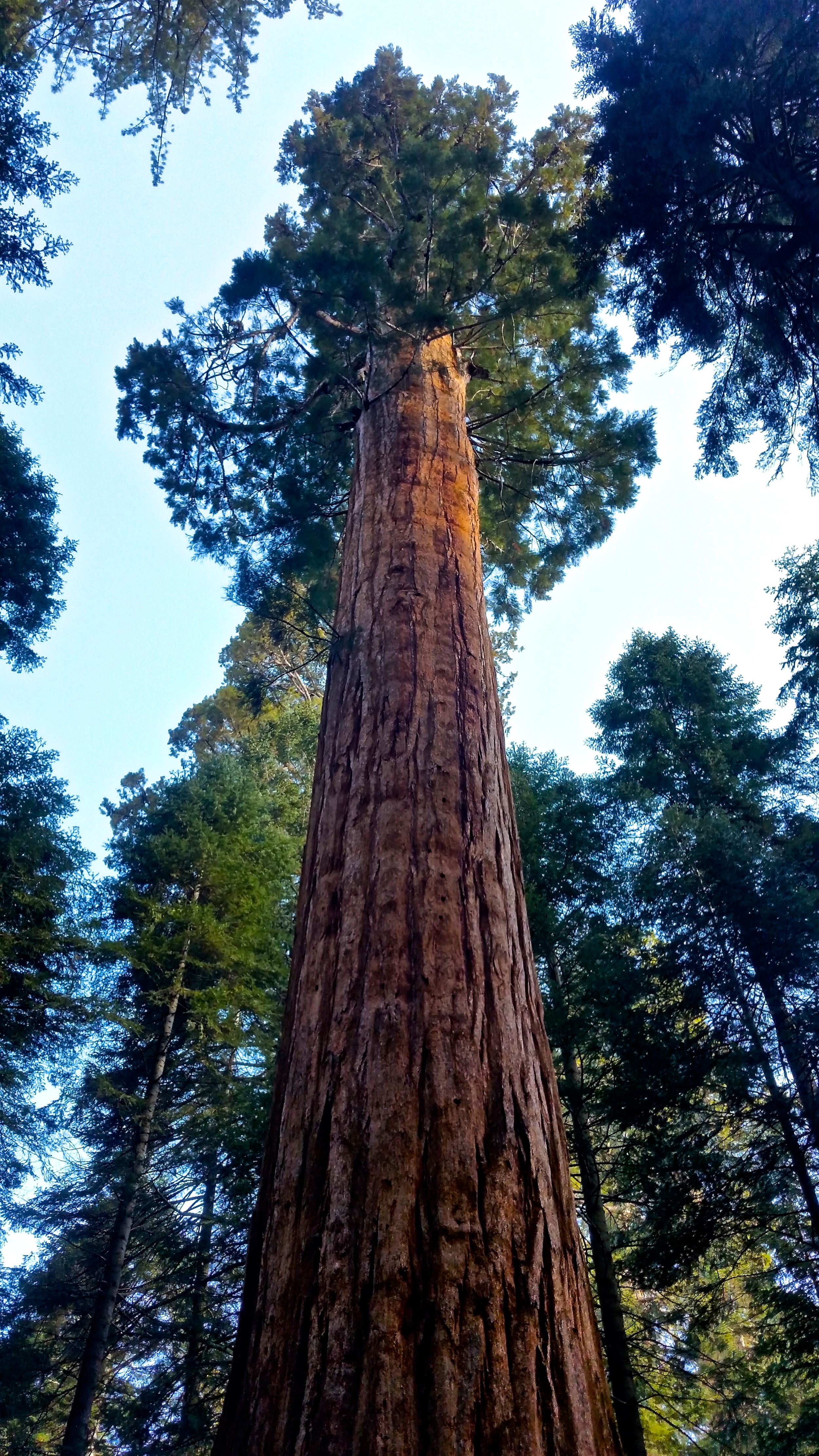 The majestic trees of Garfield Grove 