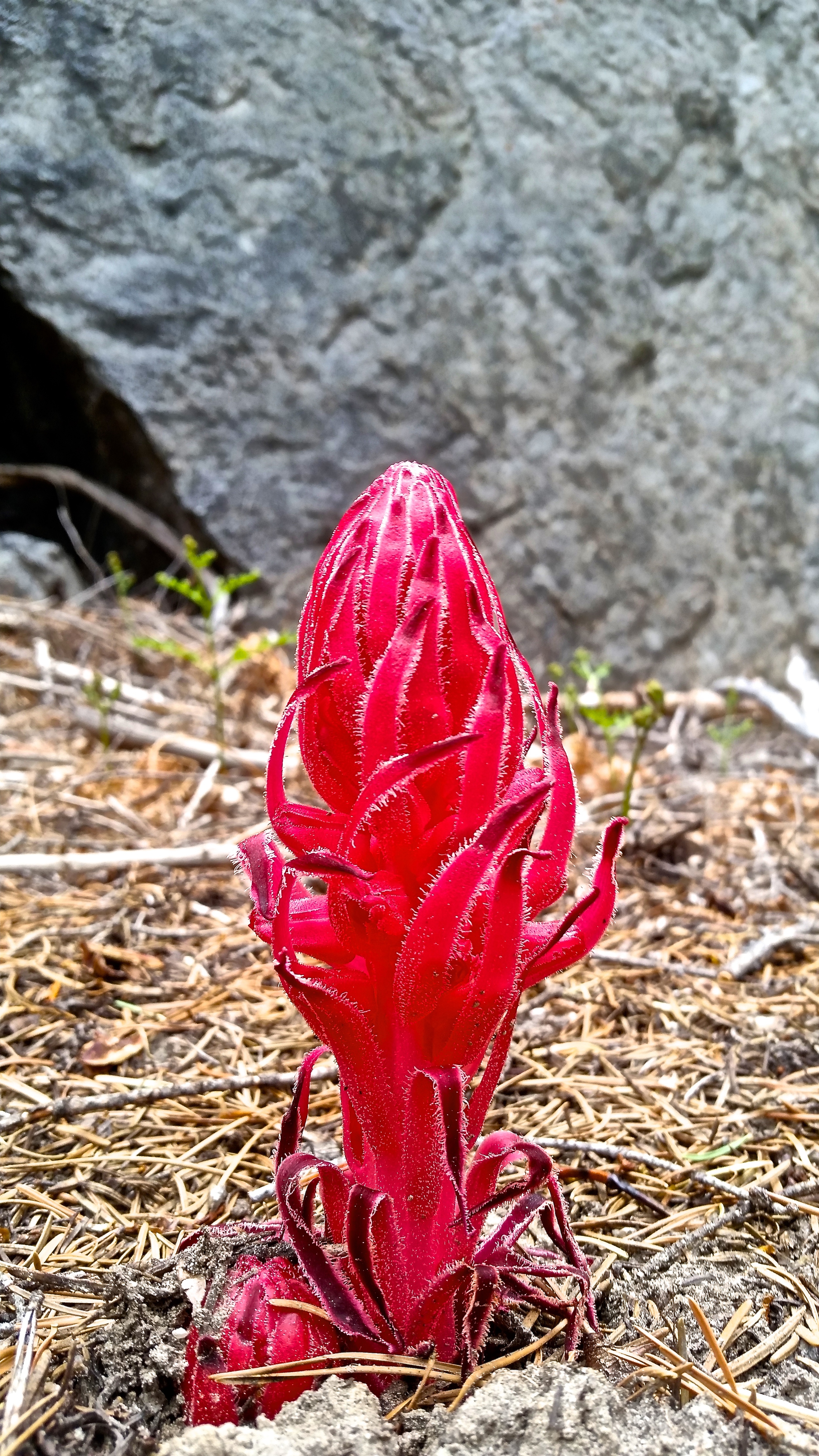 The snow plants are already out and in full swing