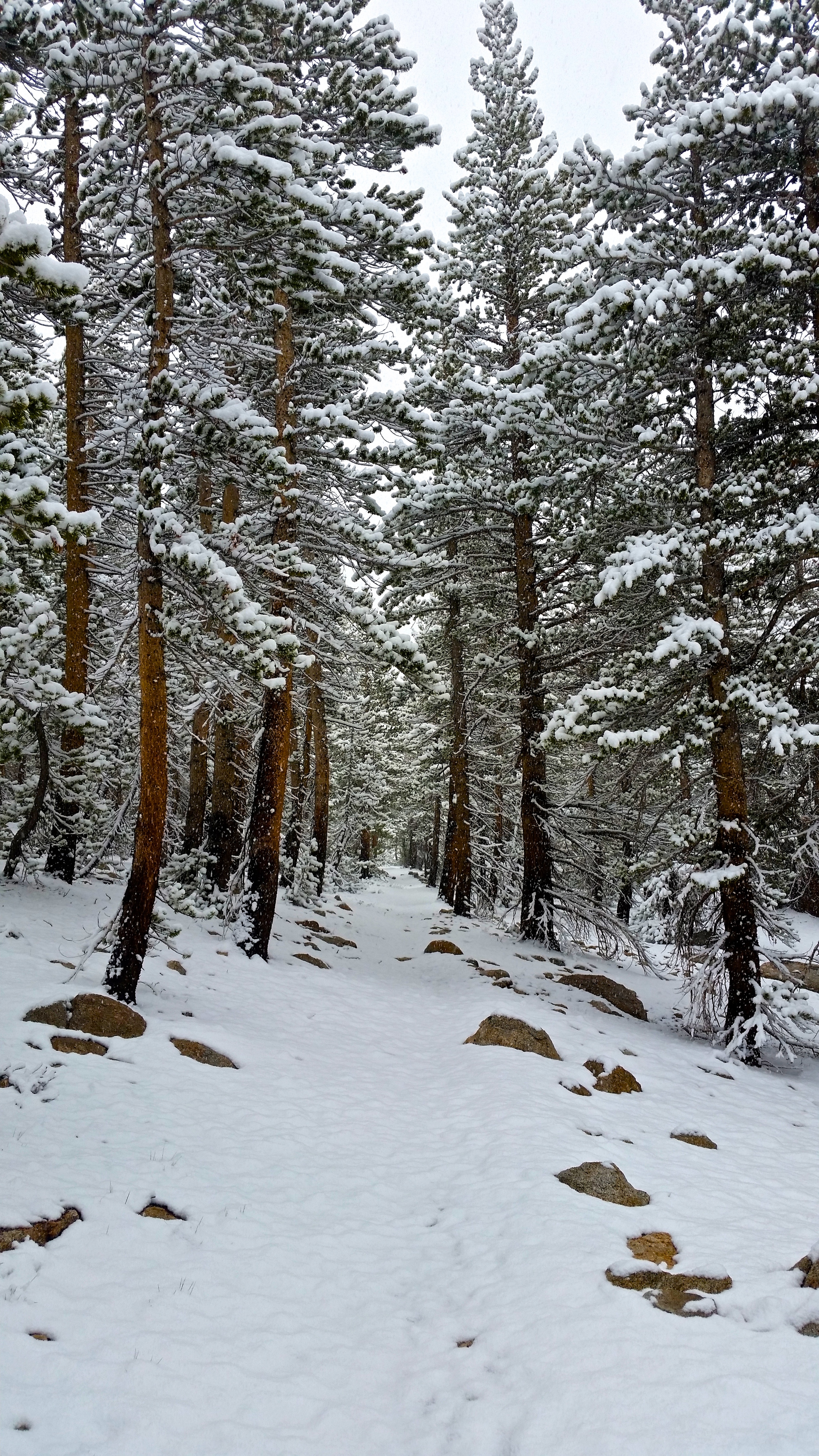 Nearing the PCT/High Sierra Trail Junction. 